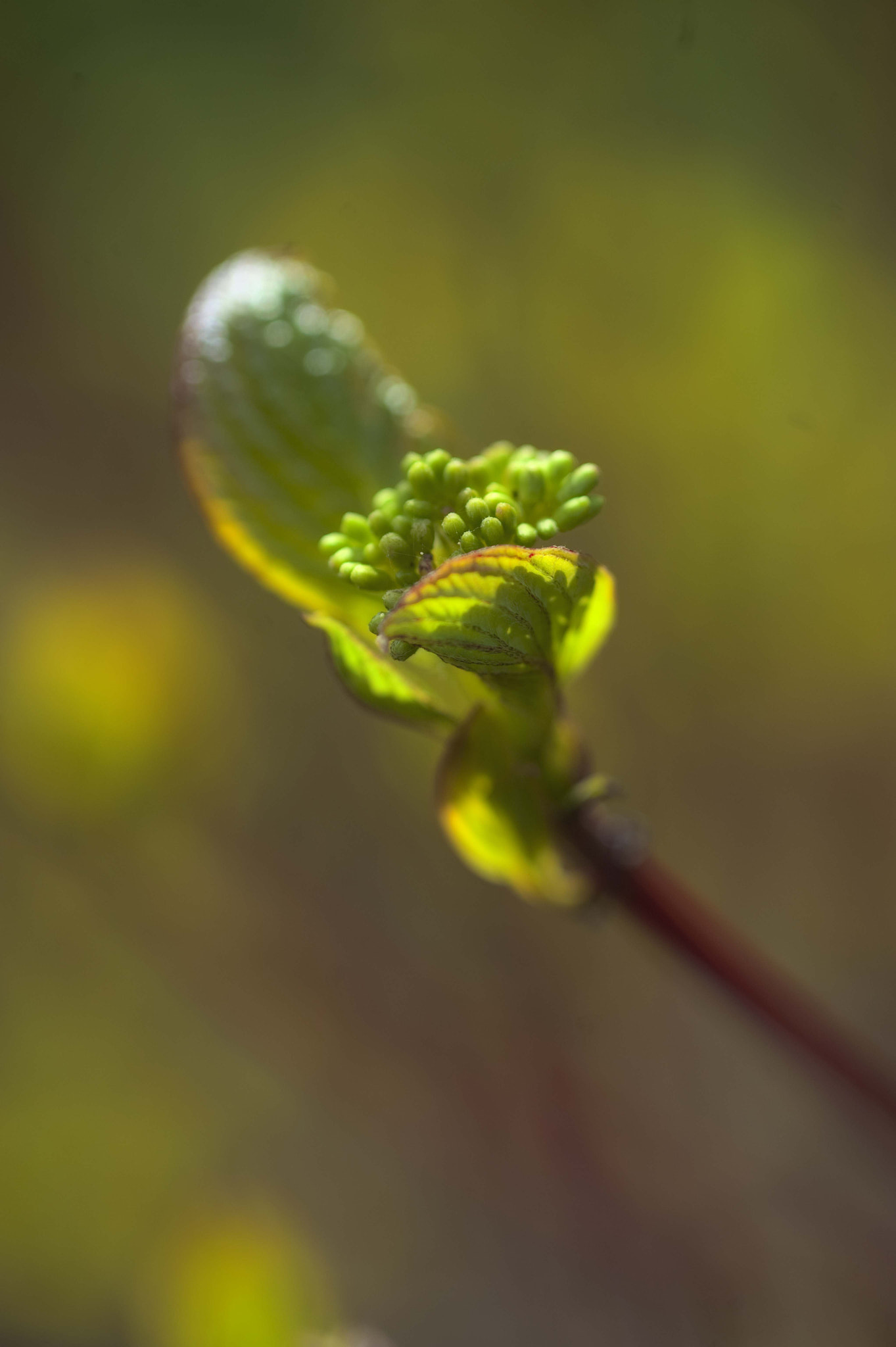 Nikon AF-S Micro-Nikkor 105mm F2.8G IF-ED VR sample photo. Voices of light3 photography