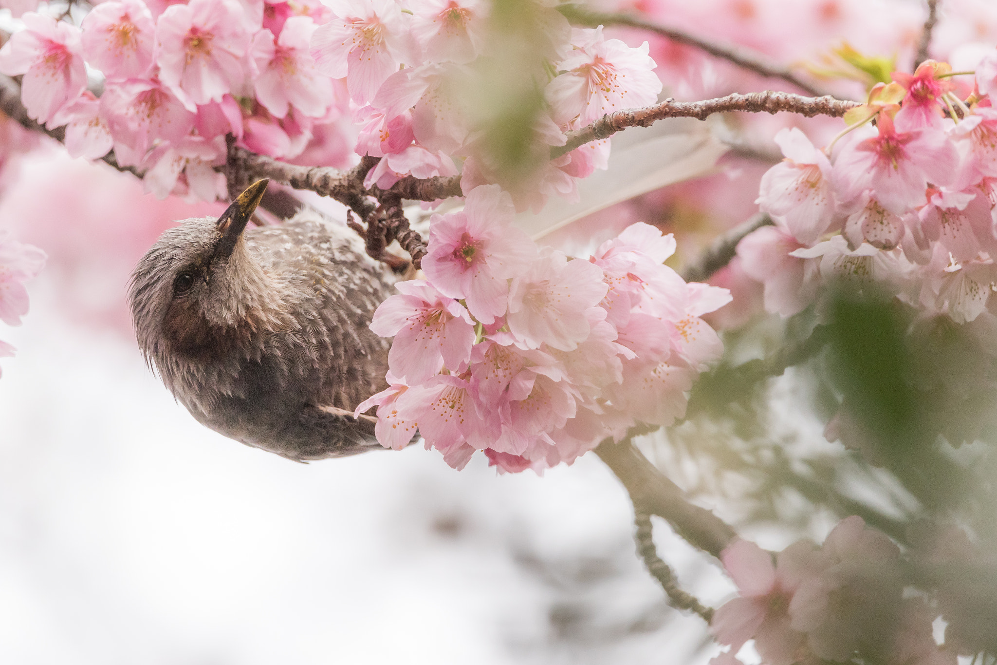 150-600mm F5-6.3 DG OS HSM | Contemporary 015 sample photo. Sweet spring dishes photography