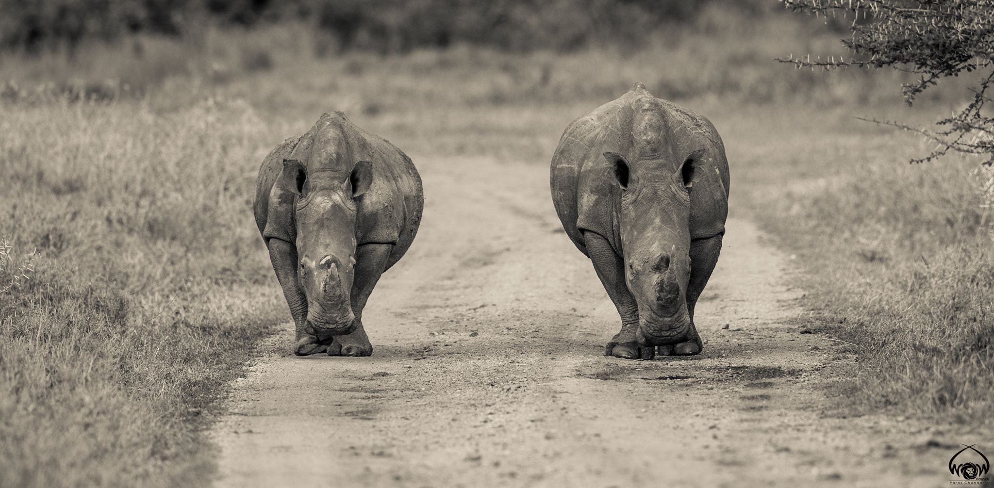 Canon EF 400mm F2.8L IS II USM sample photo. #rhinofriday photography
