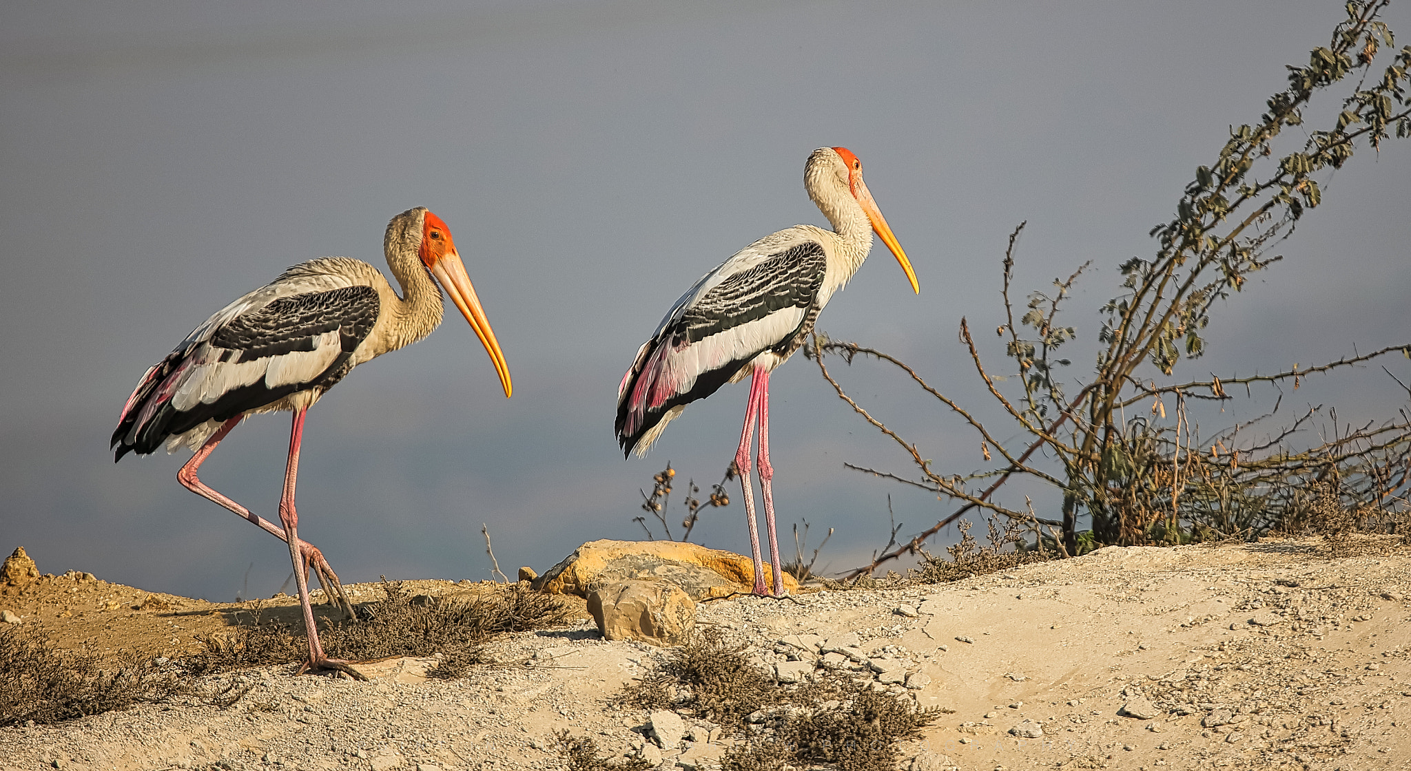 Sigma 150mm f/2.8 EX DG OS HSM APO Macro sample photo. The painted stork photography