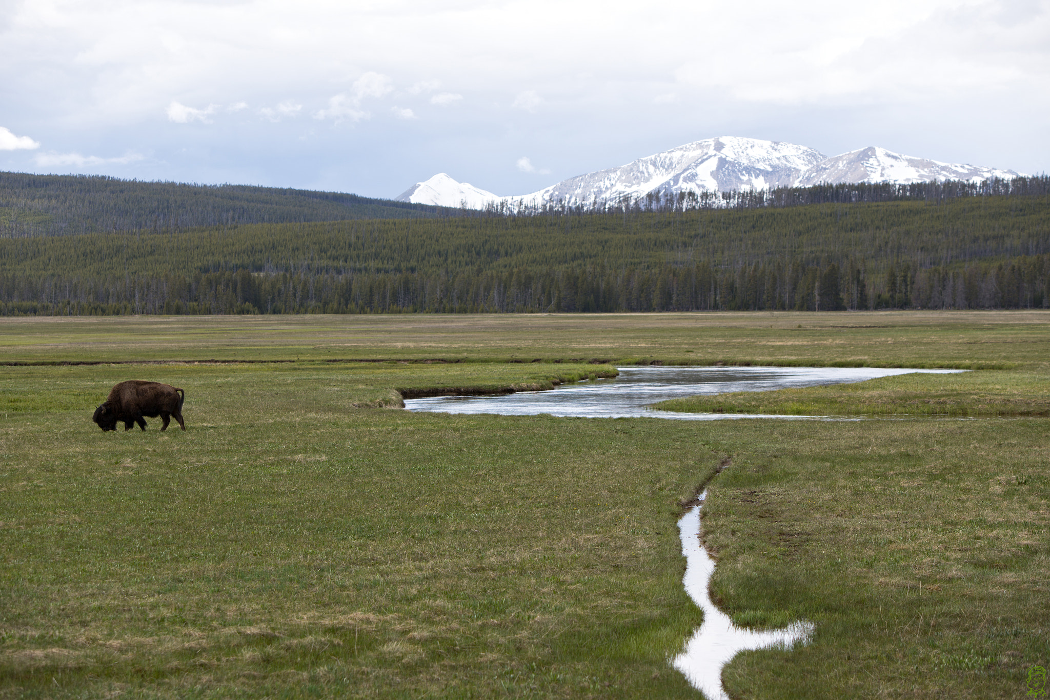 Canon EOS 6D sample photo. Yellowstone and buffalo.jpg photography