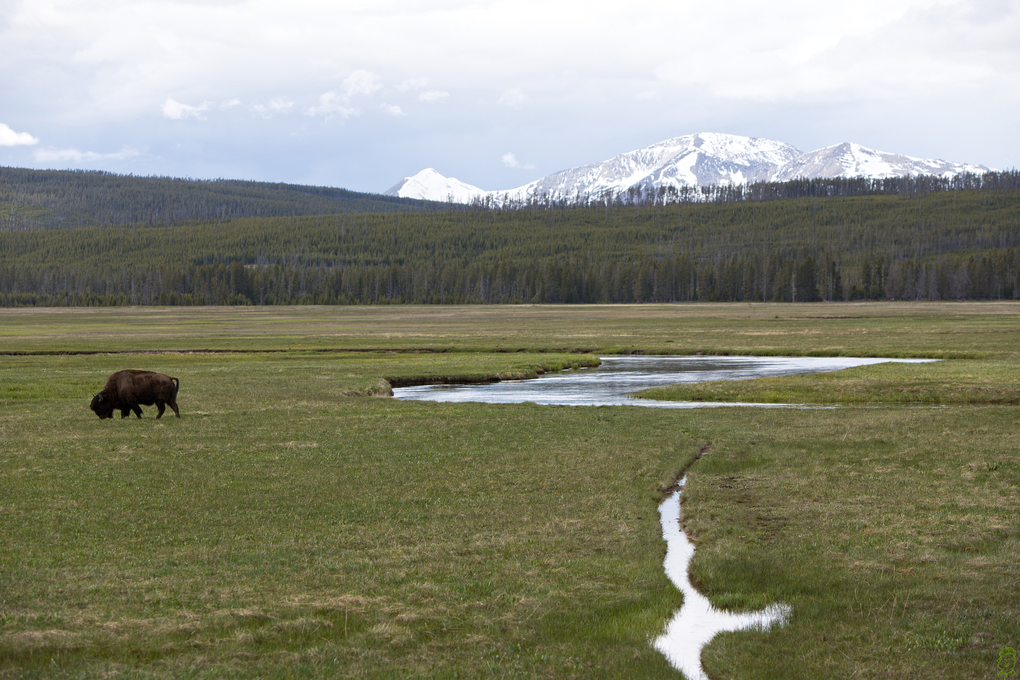 Canon EF 70-200mm F2.8L IS USM sample photo. Yellowstone and buffalo.jpg photography