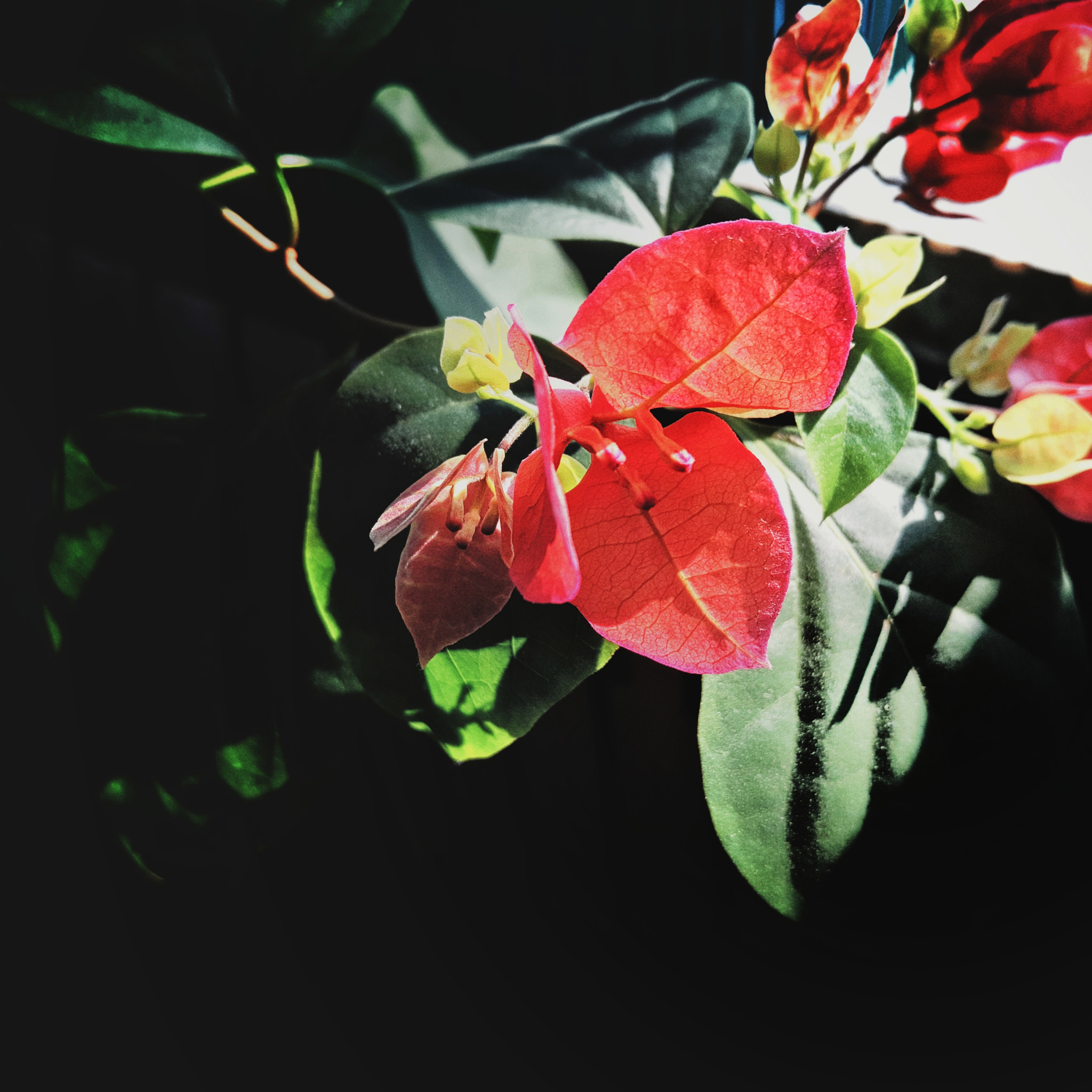 Meizu PRO 5 sample photo. Dark side of the flower photography