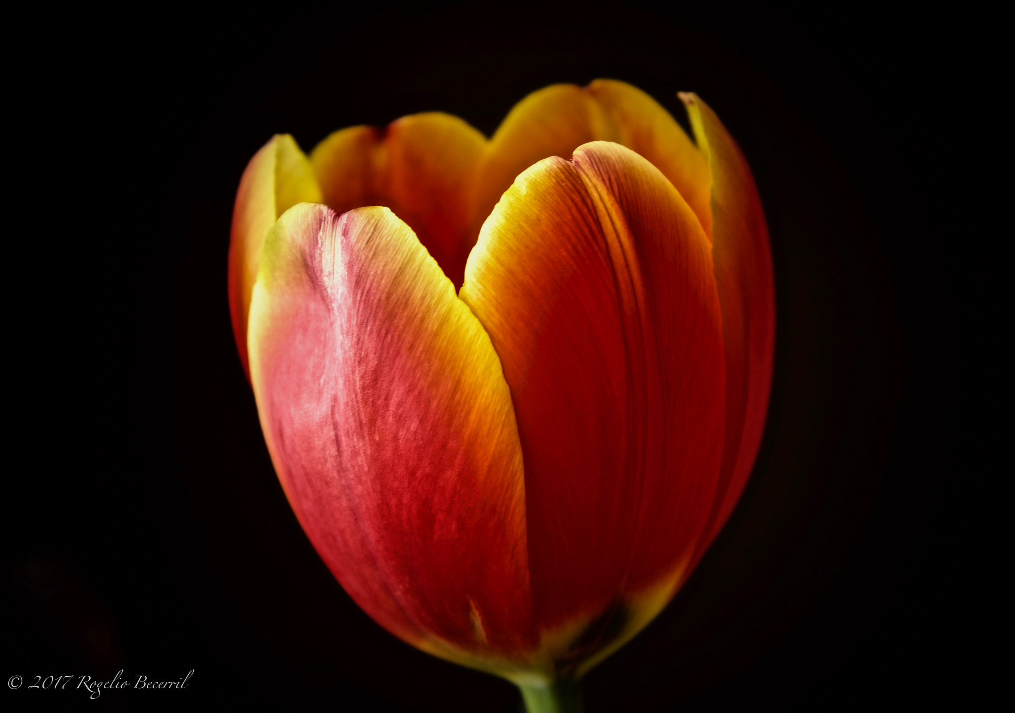 Canon EF 28-135mm F3.5-5.6 IS USM sample photo. Img photography