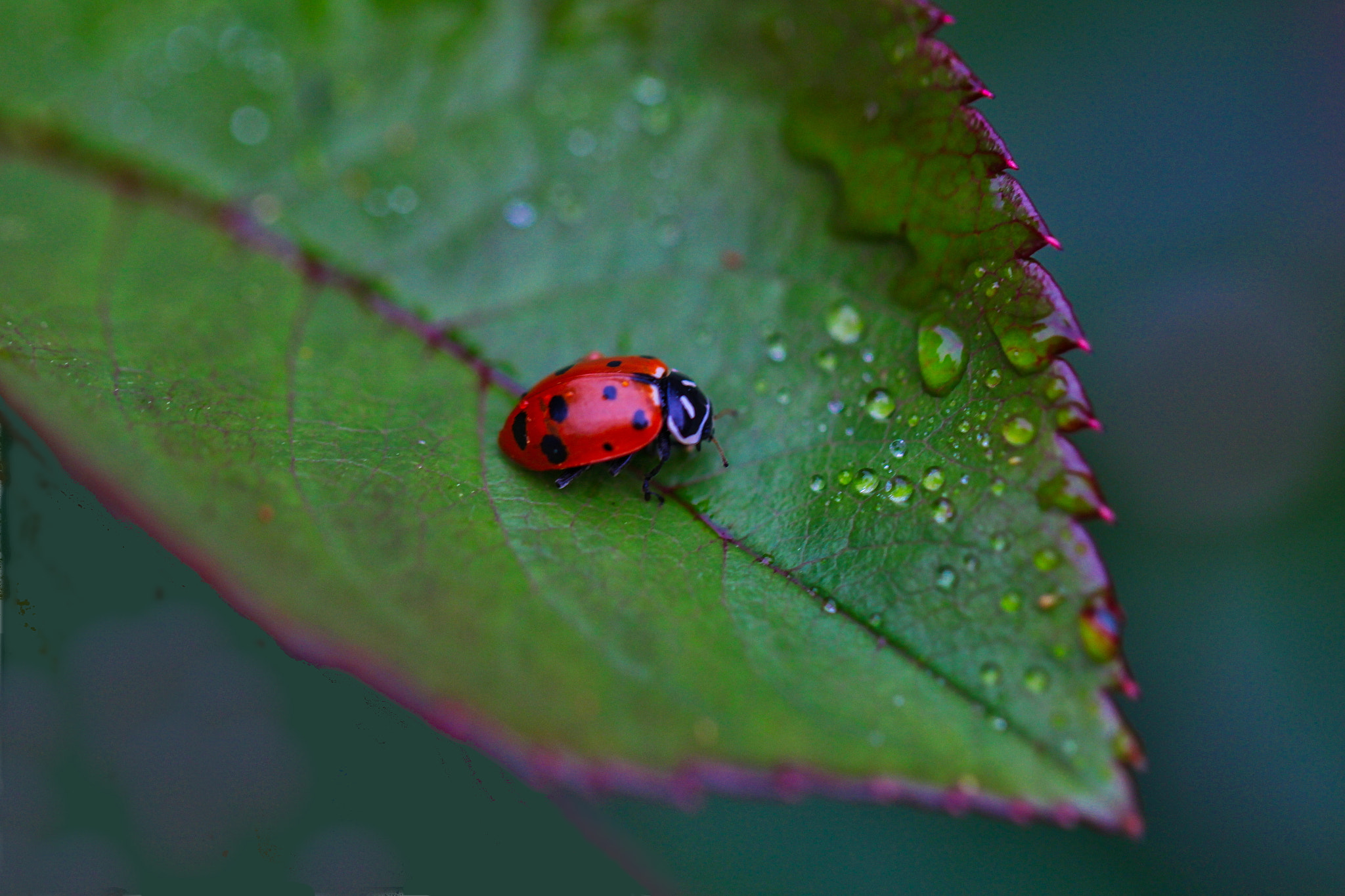 Canon EOS 100D (EOS Rebel SL1 / EOS Kiss X7) sample photo. Ladybug on a leaf photography