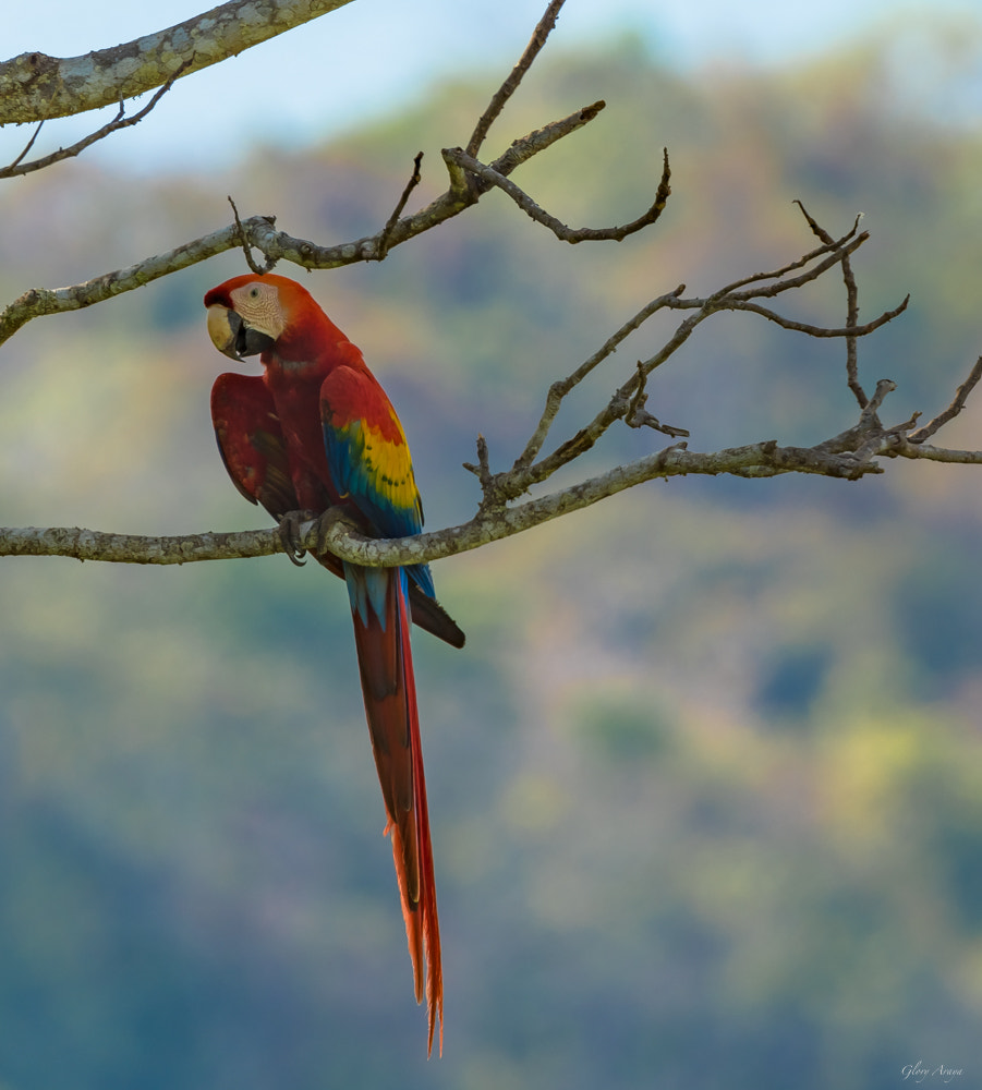 Nikon D810 + Sigma 150-600mm F5-6.3 DG OS HSM | C sample photo. Lapa roja photography