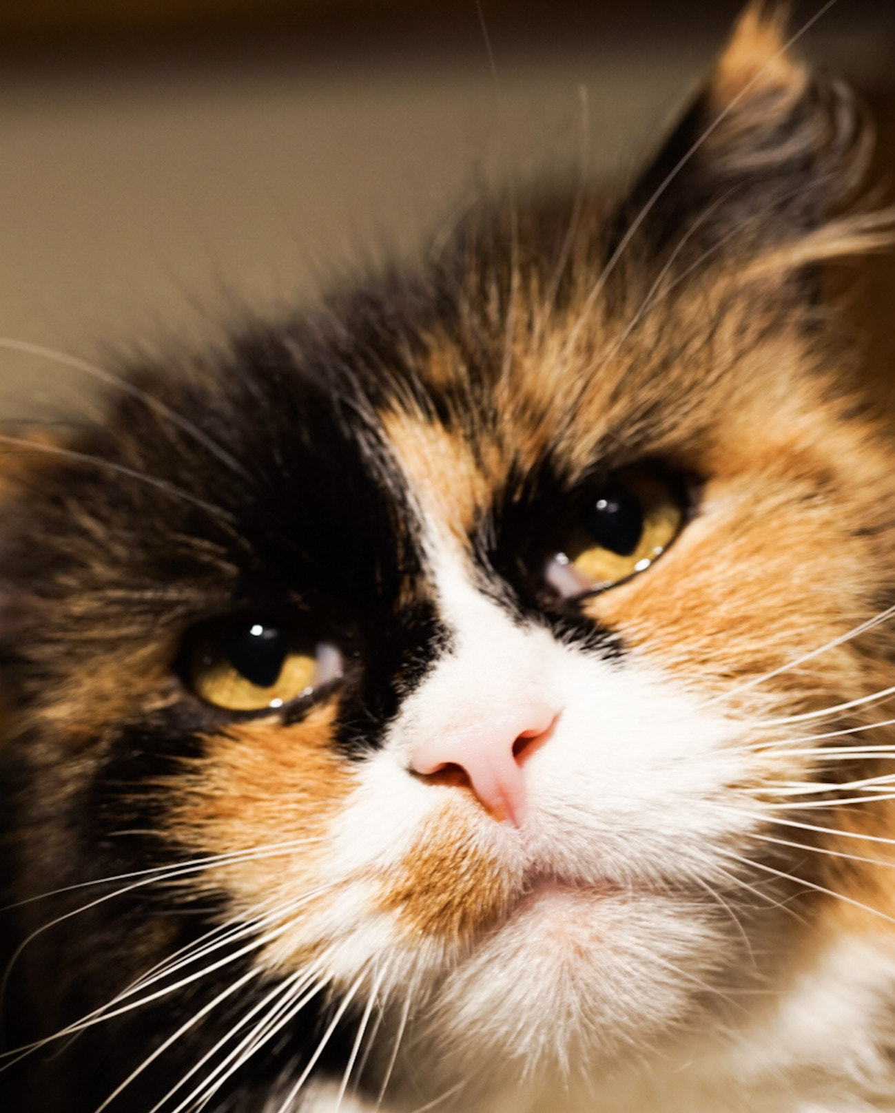 Sony Alpha QX1 + Sony E 30mm F3.5 Macro sample photo. My 17years old lady kiwi photography