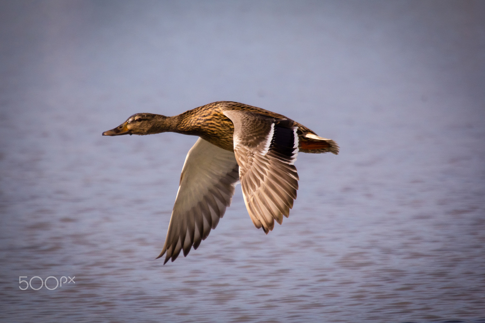 Canon EOS 60D sample photo. Duck flying photography