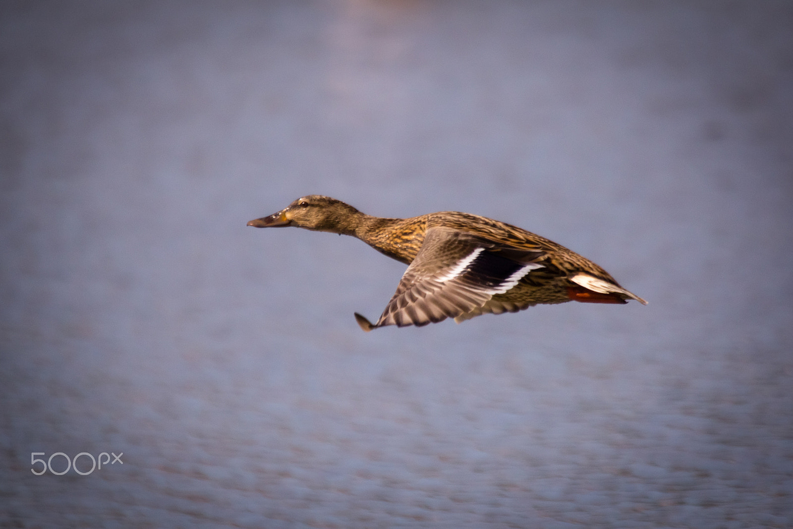 Canon EOS 60D sample photo. Duck flying photography