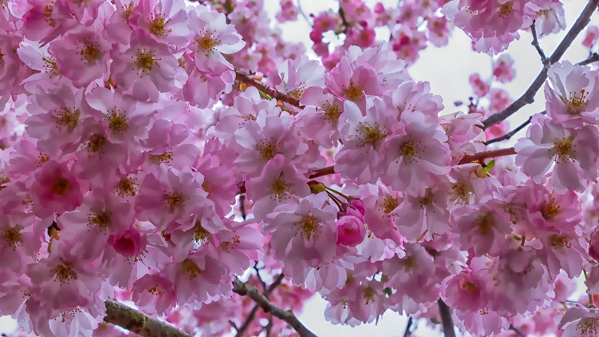 Canon EF-S 18-55mm F3.5-5.6 IS sample photo. Une journee de printemps photography