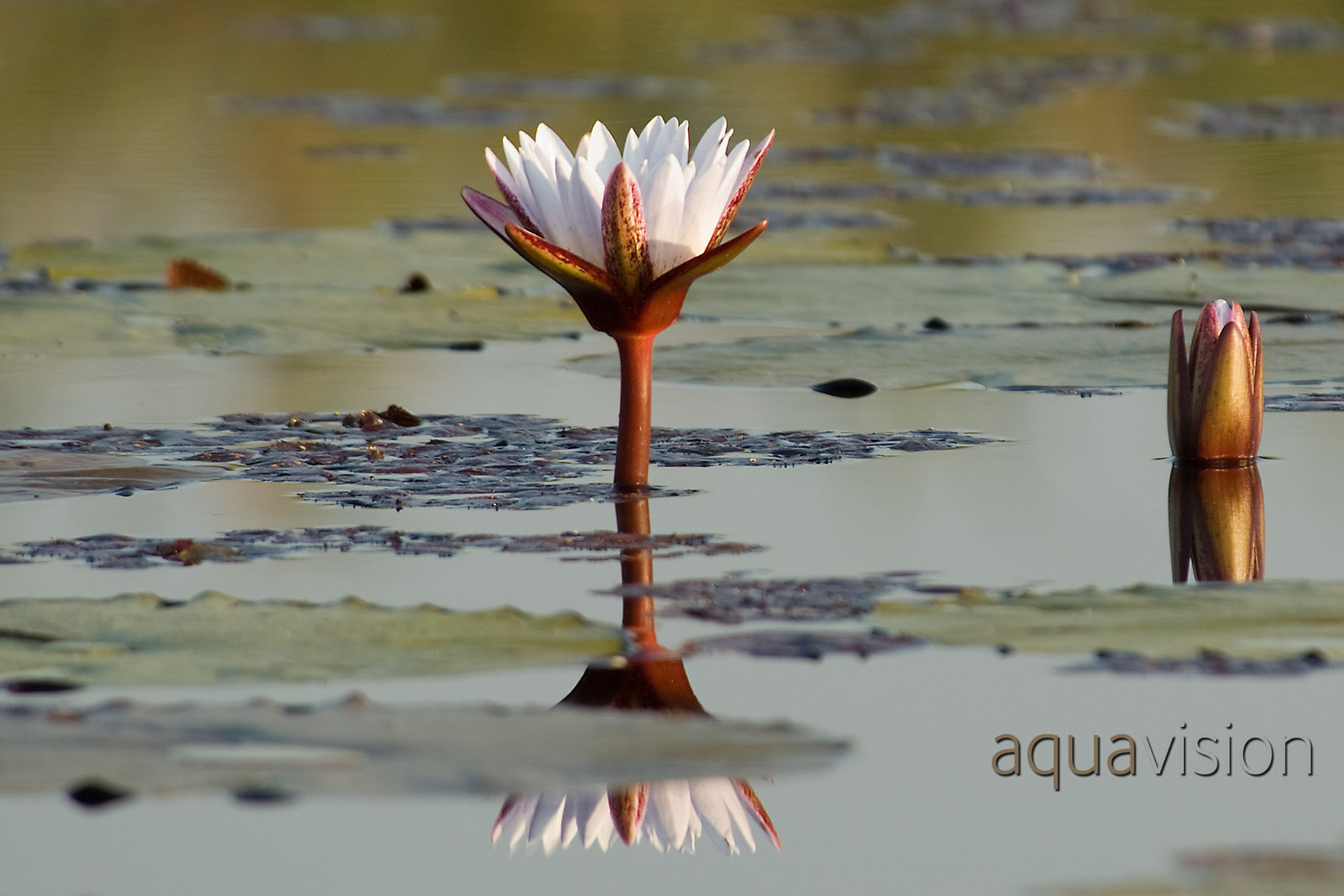 Nikon D70 + Nikon AF Nikkor 80-400mm F4.5-5.6D ED VR sample photo. Okavango lily photography