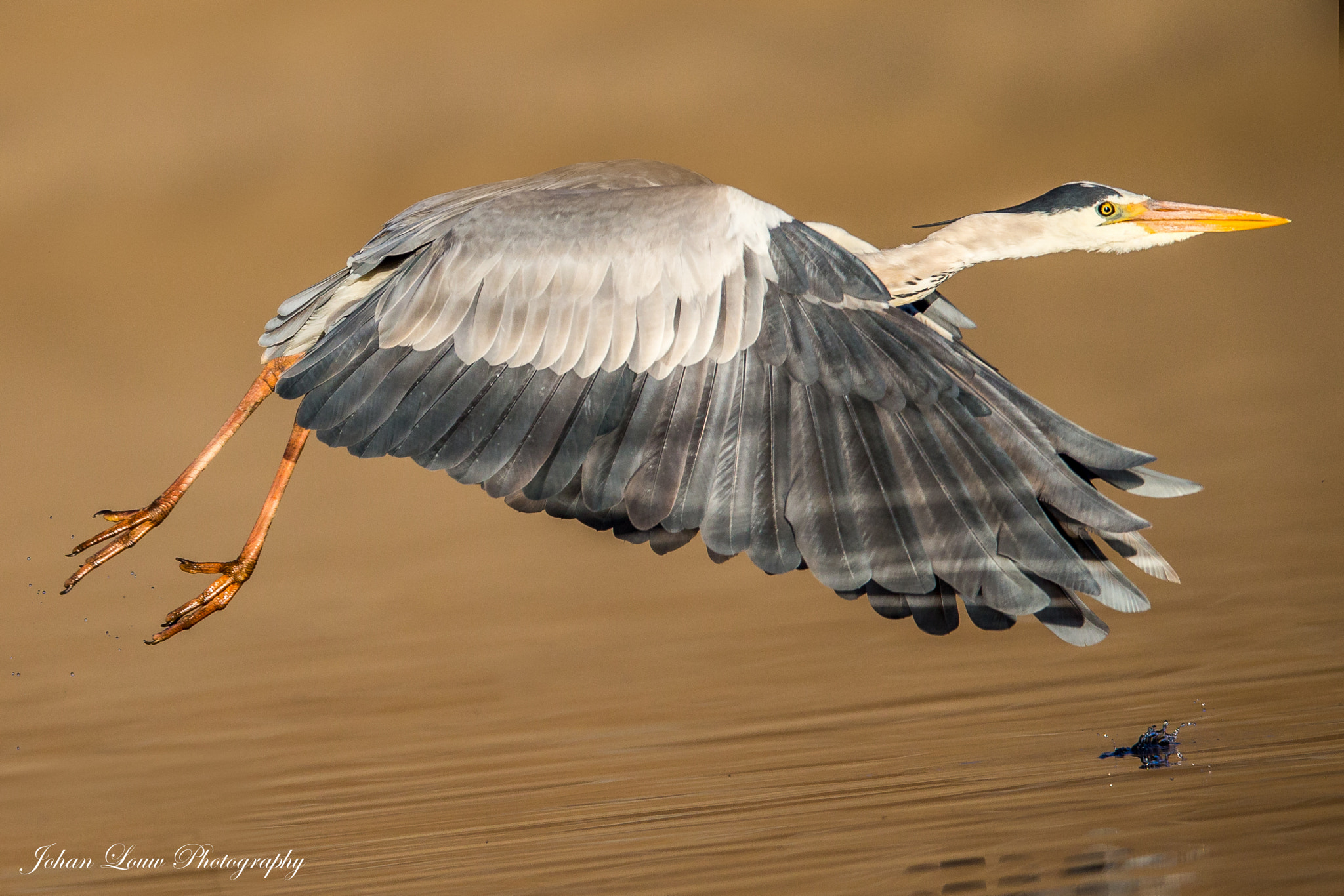 Canon EOS-1D X + Canon EF 400mm F2.8L IS II USM sample photo. Dx photography