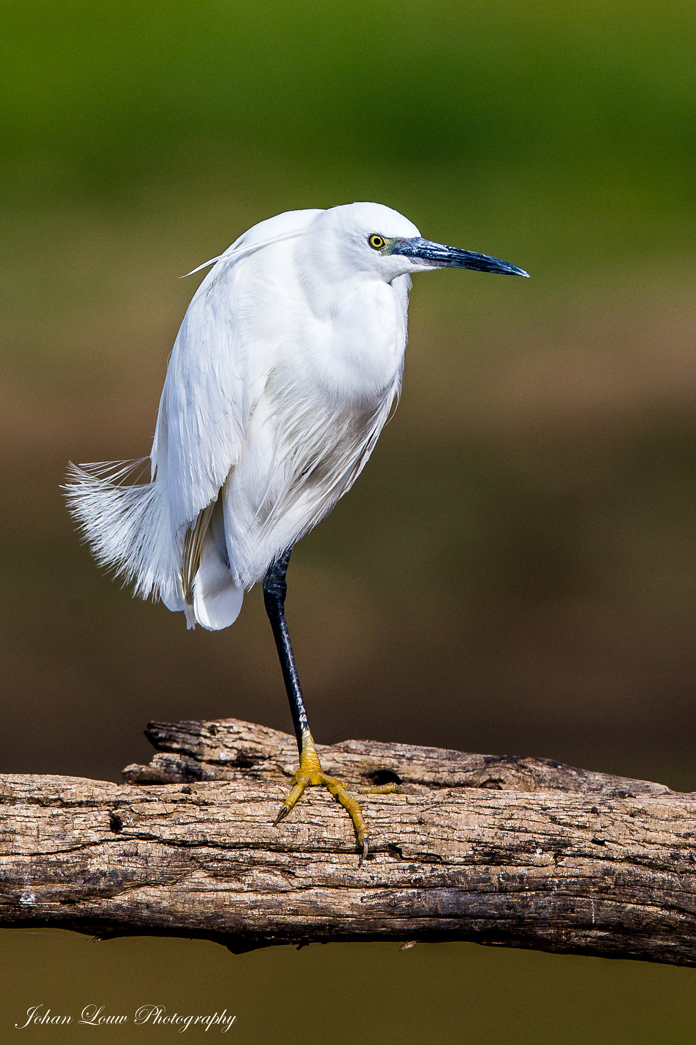 Canon EF 400mm F2.8L IS II USM sample photo. Dx photography