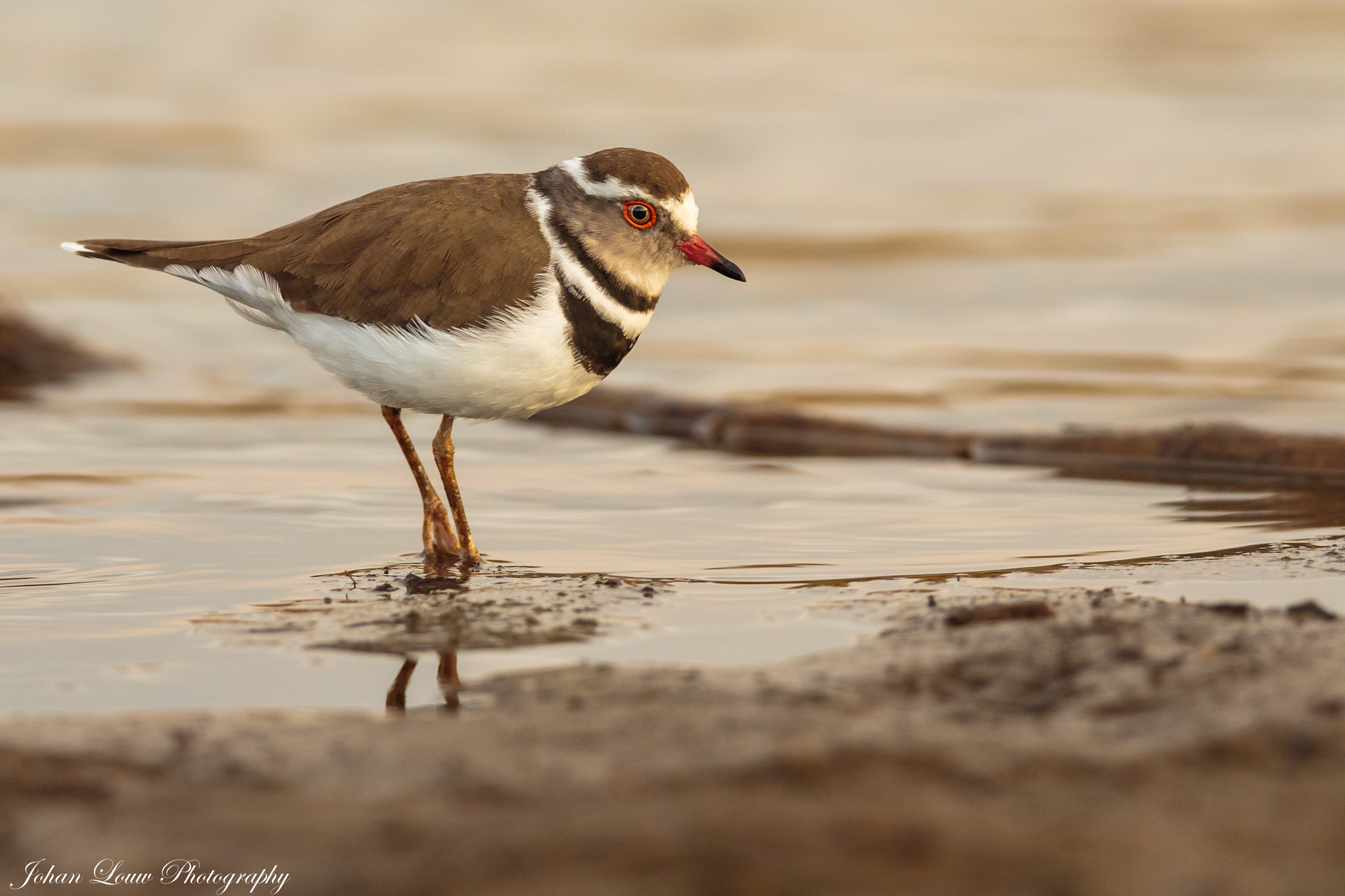 Canon EF 400mm F2.8L IS II USM sample photo. Dx photography