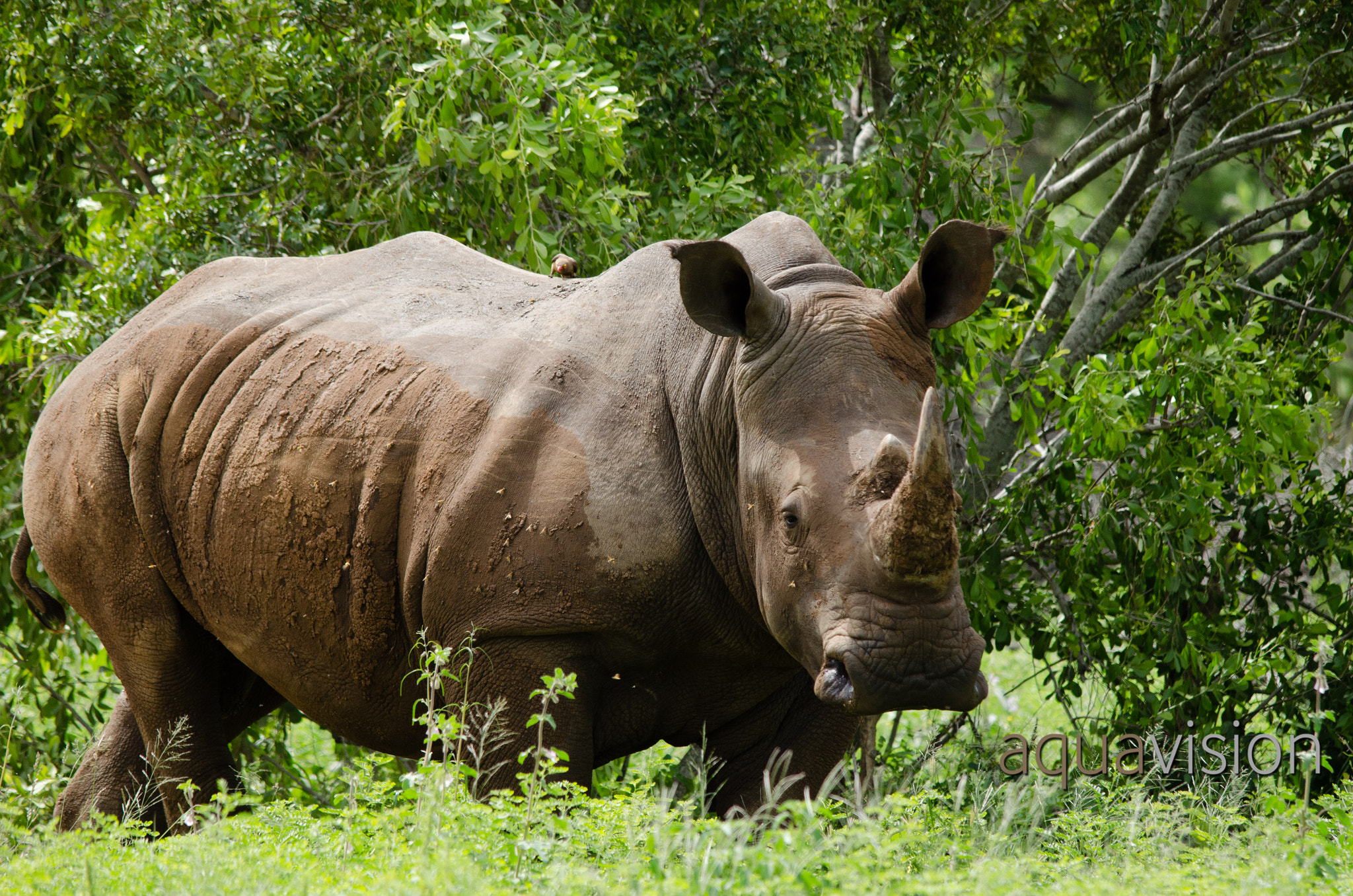 Sigma 150-500mm F5-6.3 DG OS HSM sample photo. African rhino photography