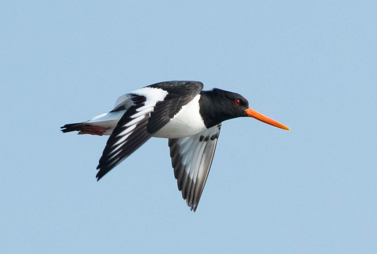 Nikon D500 + Nikon AF-S Nikkor 300mm F2.8G ED VR II sample photo. Oystercatcher photography