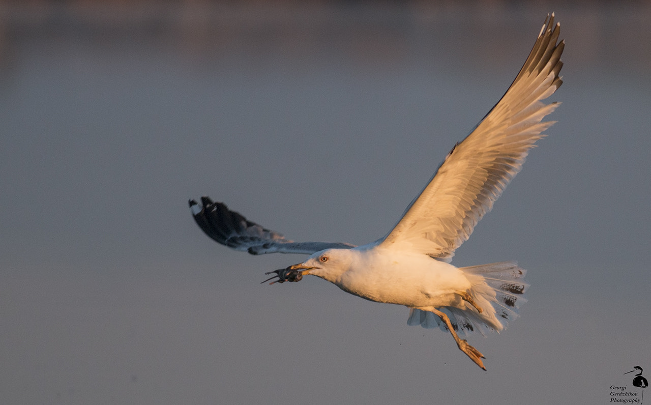 Canon EOS 70D + Canon EF 400mm F5.6L USM sample photo. One-legged morning predator photography