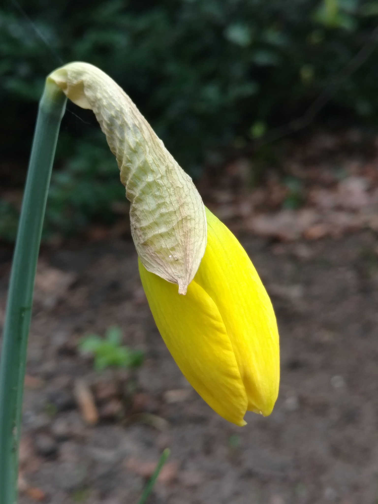 Motorola Moto X Style sample photo. March 24 photography