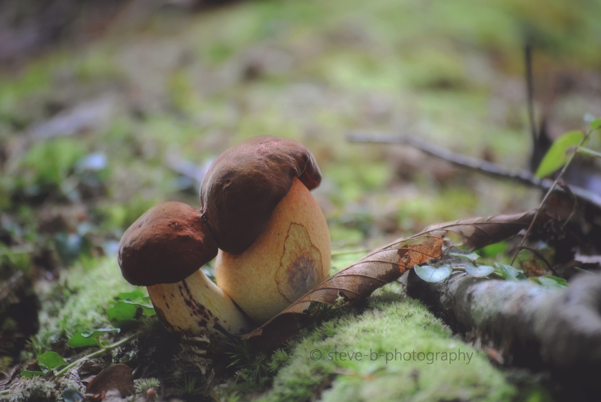 Nikon D3000 sample photo. Kissing mushrooms photography