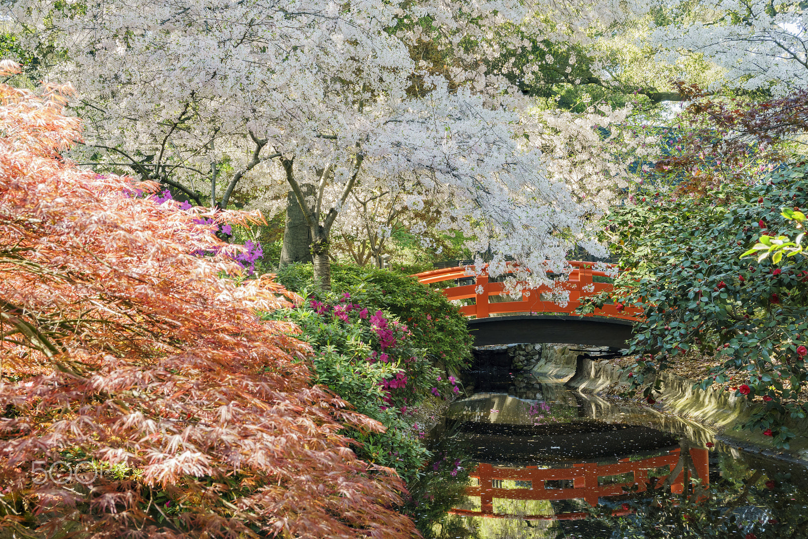 Sony a7R II sample photo. White cherry blossom at descanso gardens photography