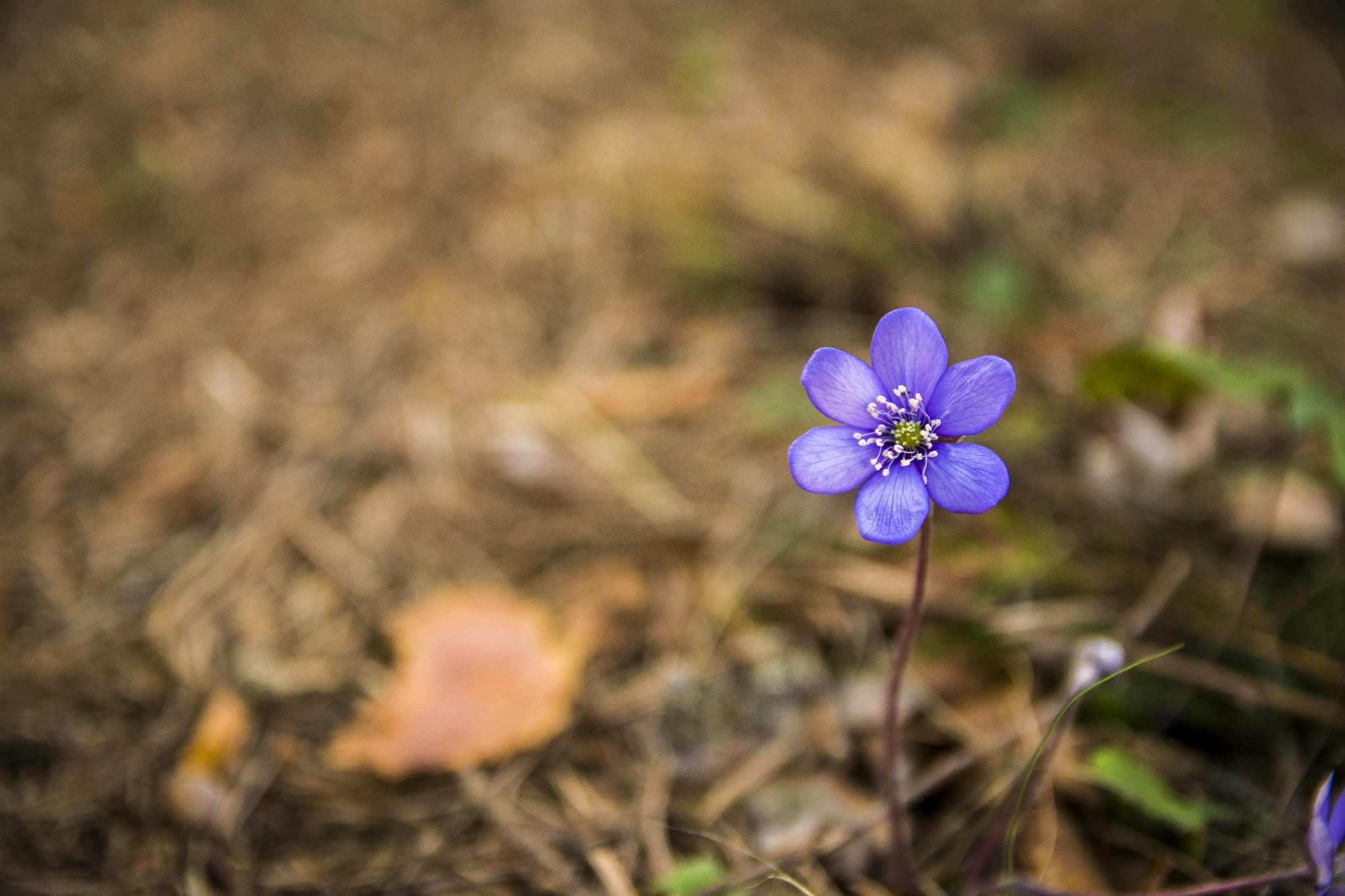 Sigma 17-50mm F2.8 EX DC OS HSM sample photo. Flower power photography