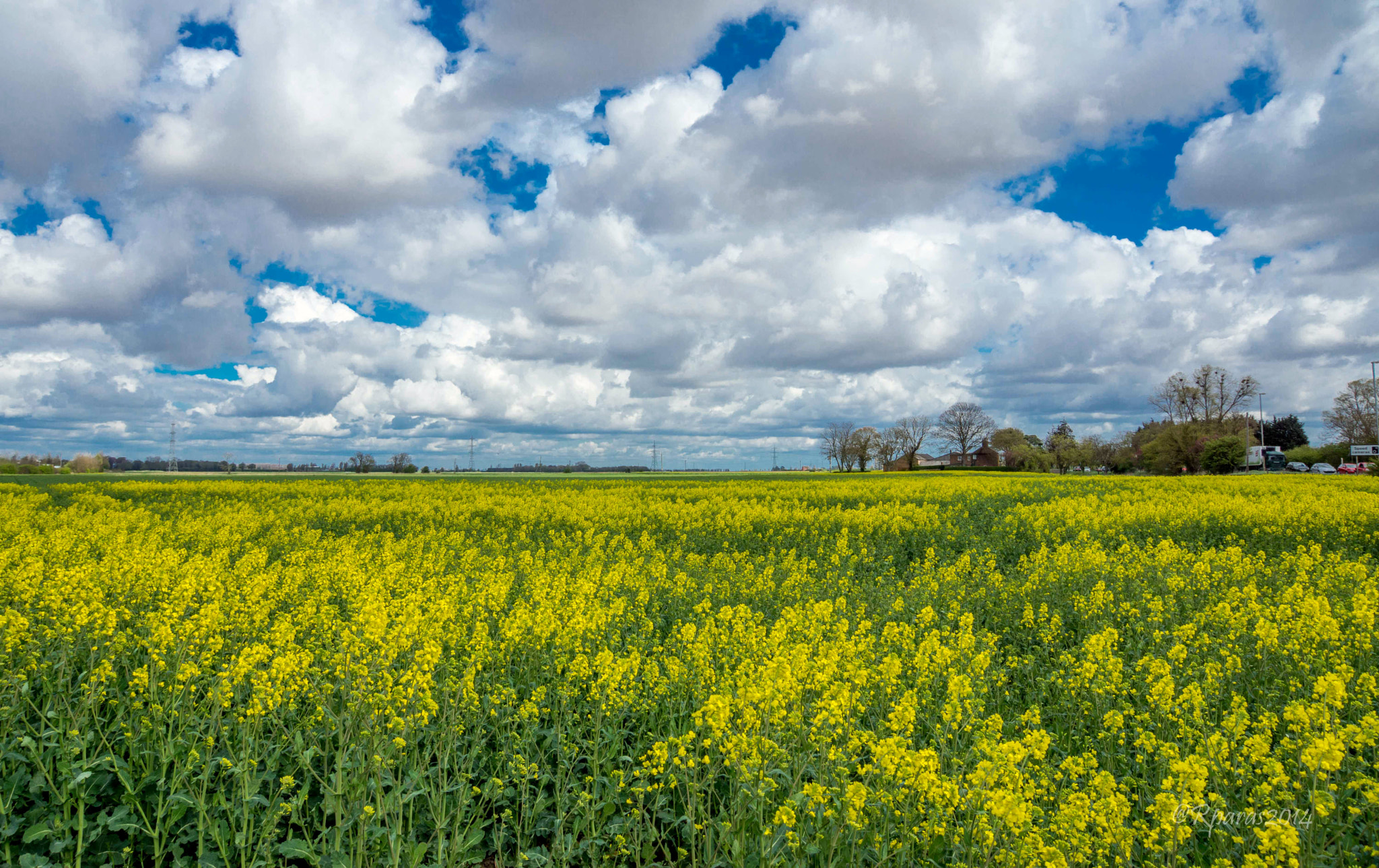 Sony SLT-A77 sample photo. Canola field  photography