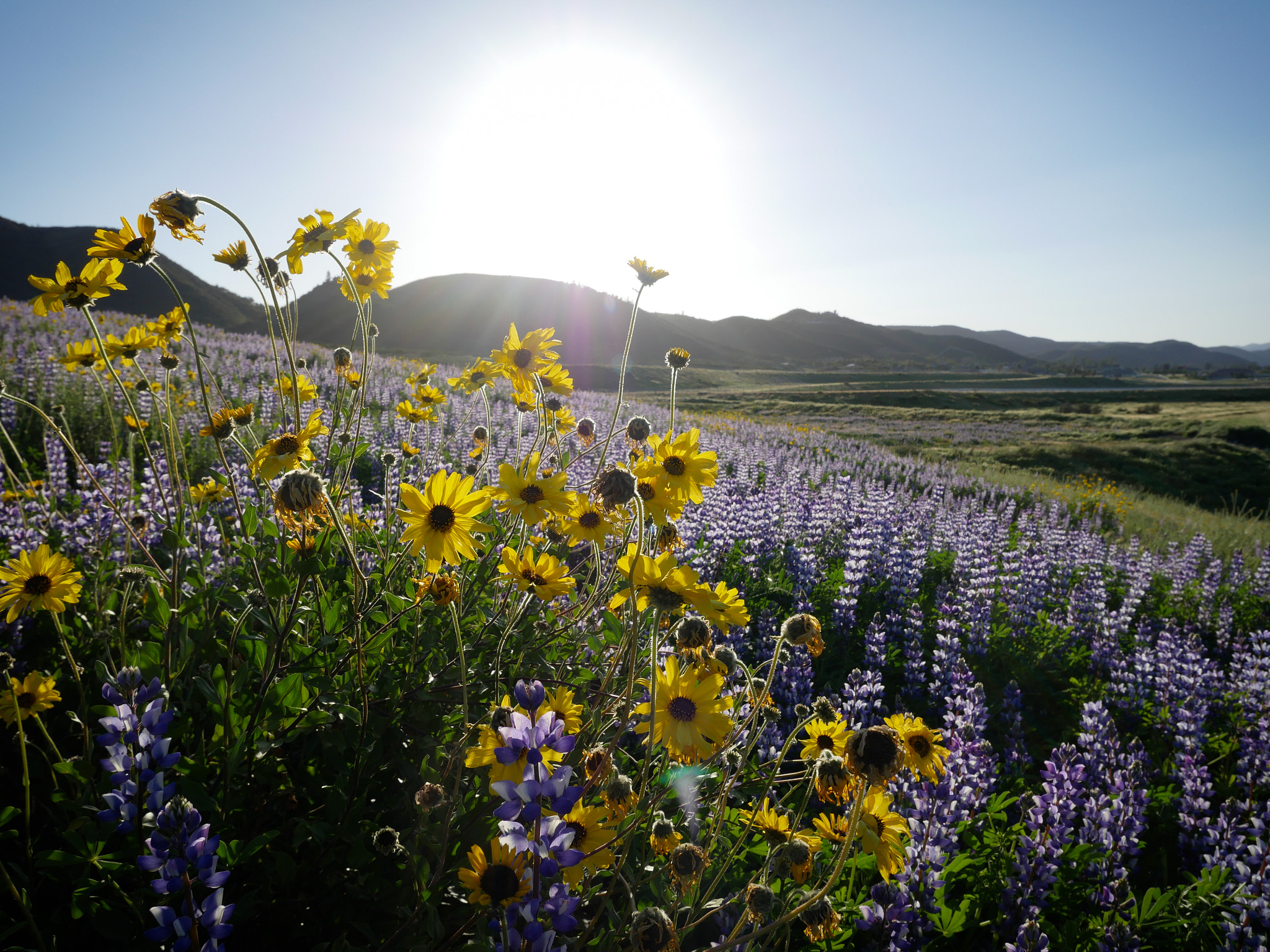Panasonic Lumix DMC-GX8 sample photo. California wildflowers photography