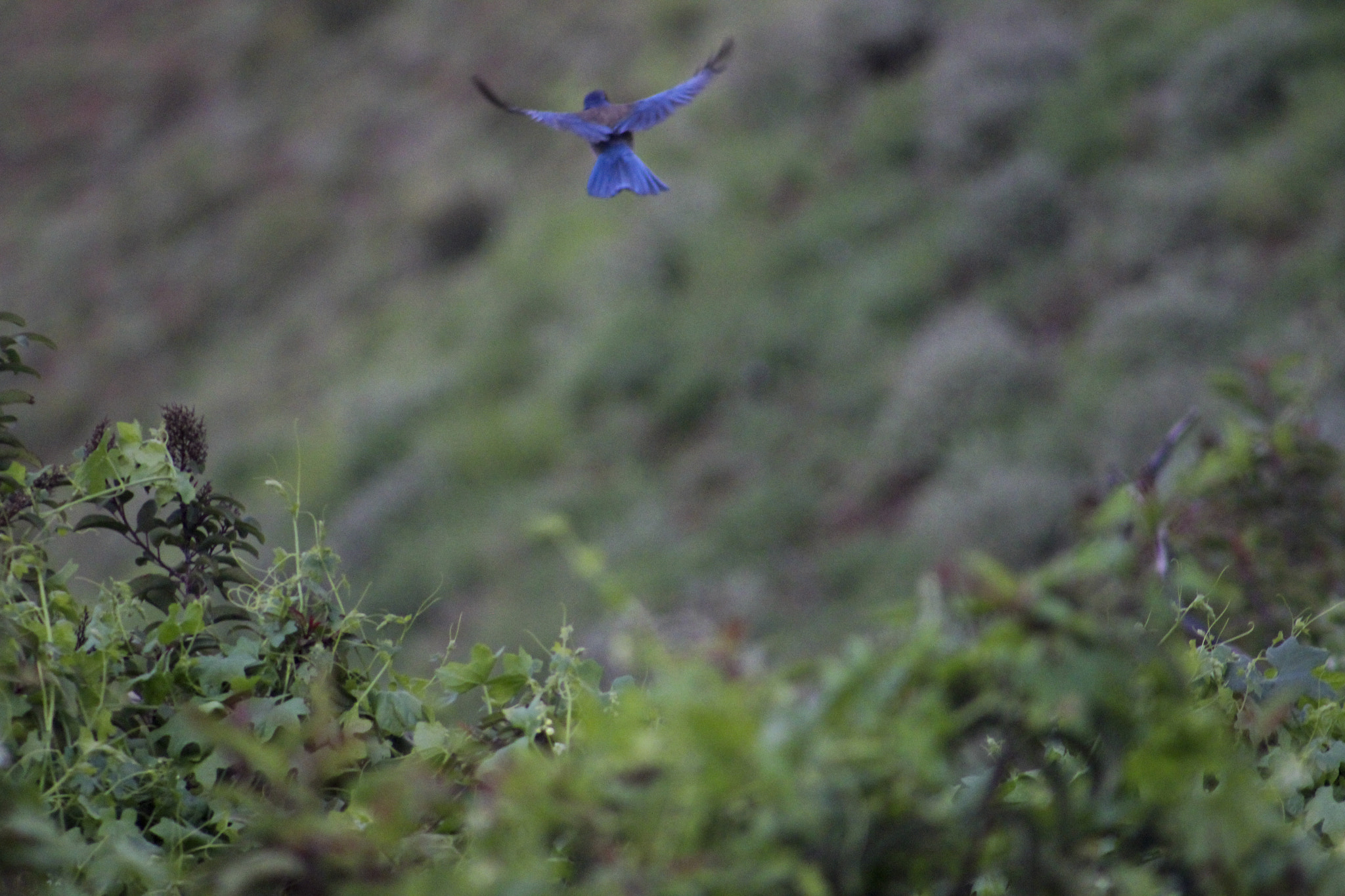 Canon EOS 600D (Rebel EOS T3i / EOS Kiss X5) + EF75-300mm f/4-5.6 sample photo. A mountain scrub jay in flight photography