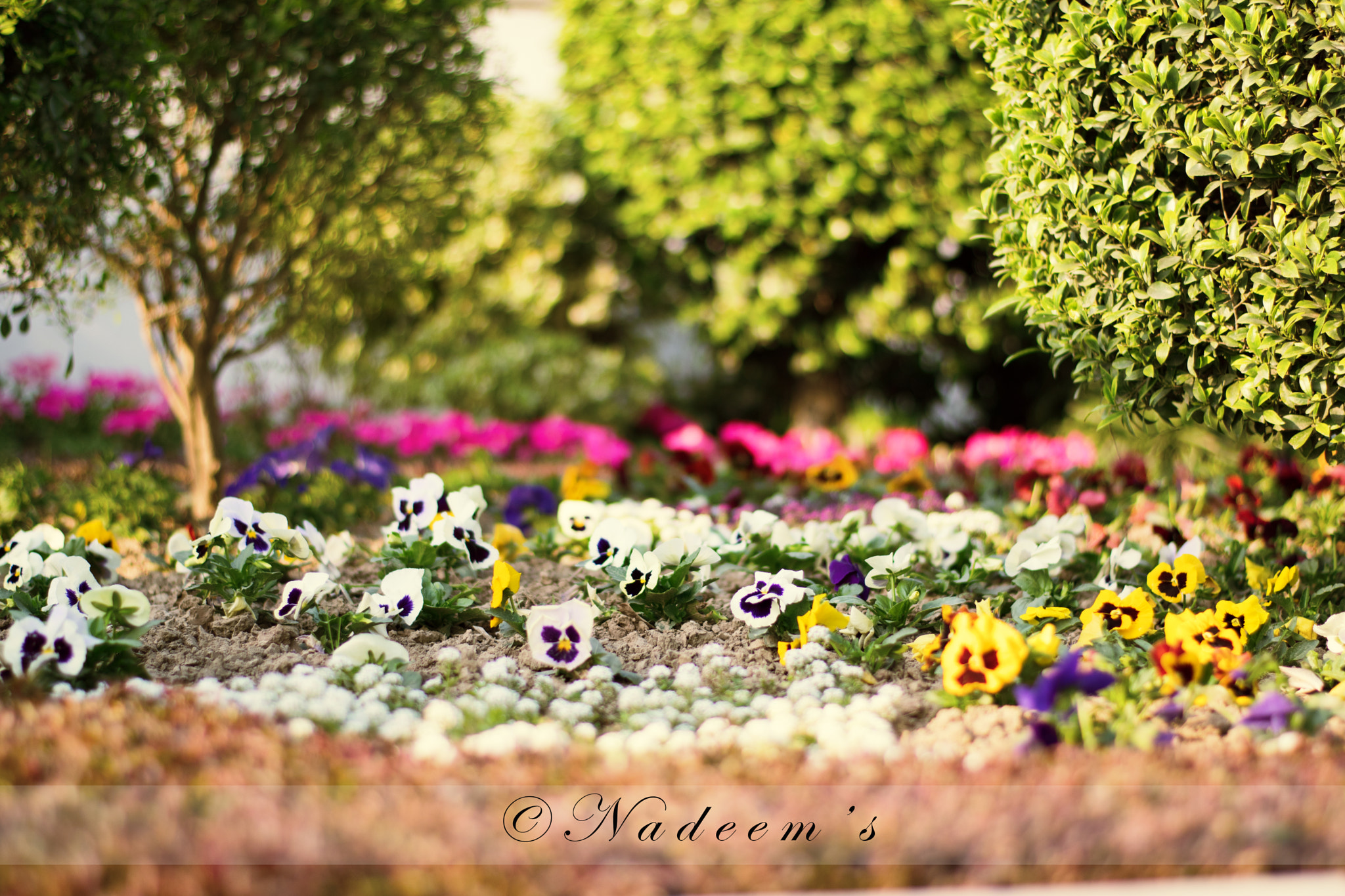 Nikon D5500 + Nikon AF-S Nikkor 50mm F1.8G sample photo. Spring time photography