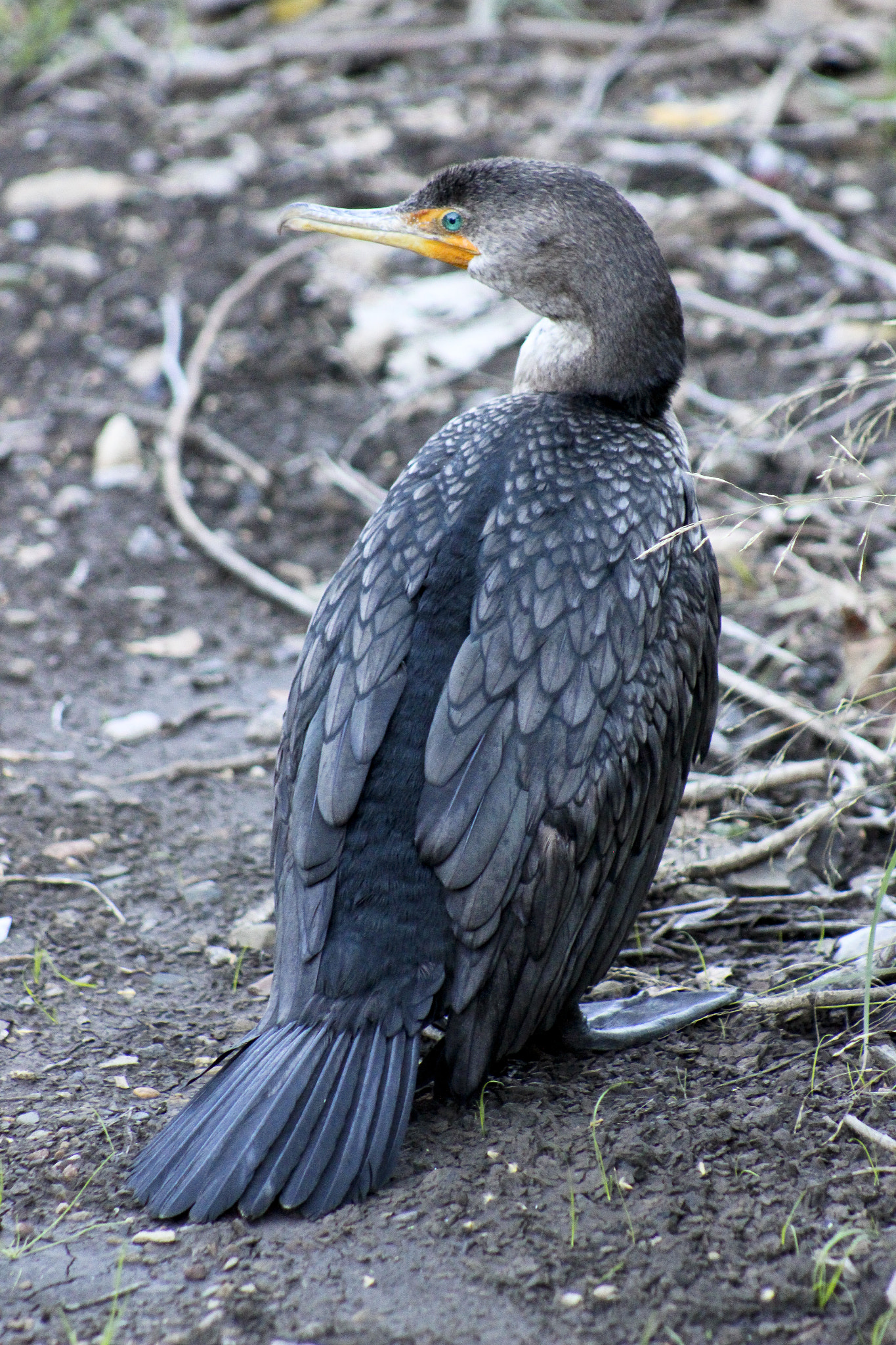 Canon EOS 600D (Rebel EOS T3i / EOS Kiss X5) sample photo. Double crested cormorant. eyes that are jewels photography