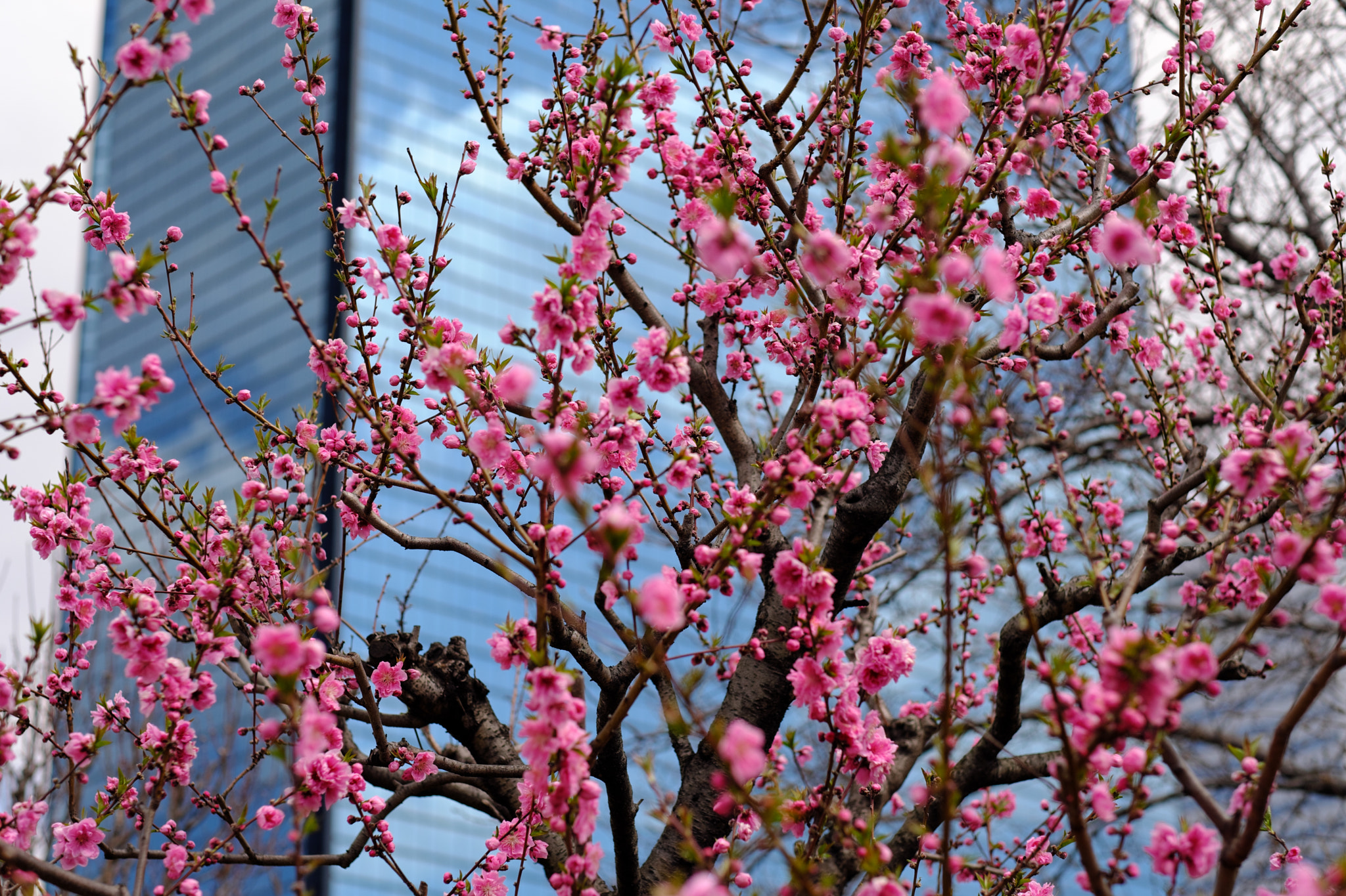 Fujifilm X-T2 sample photo. Osaka peach 2 photography