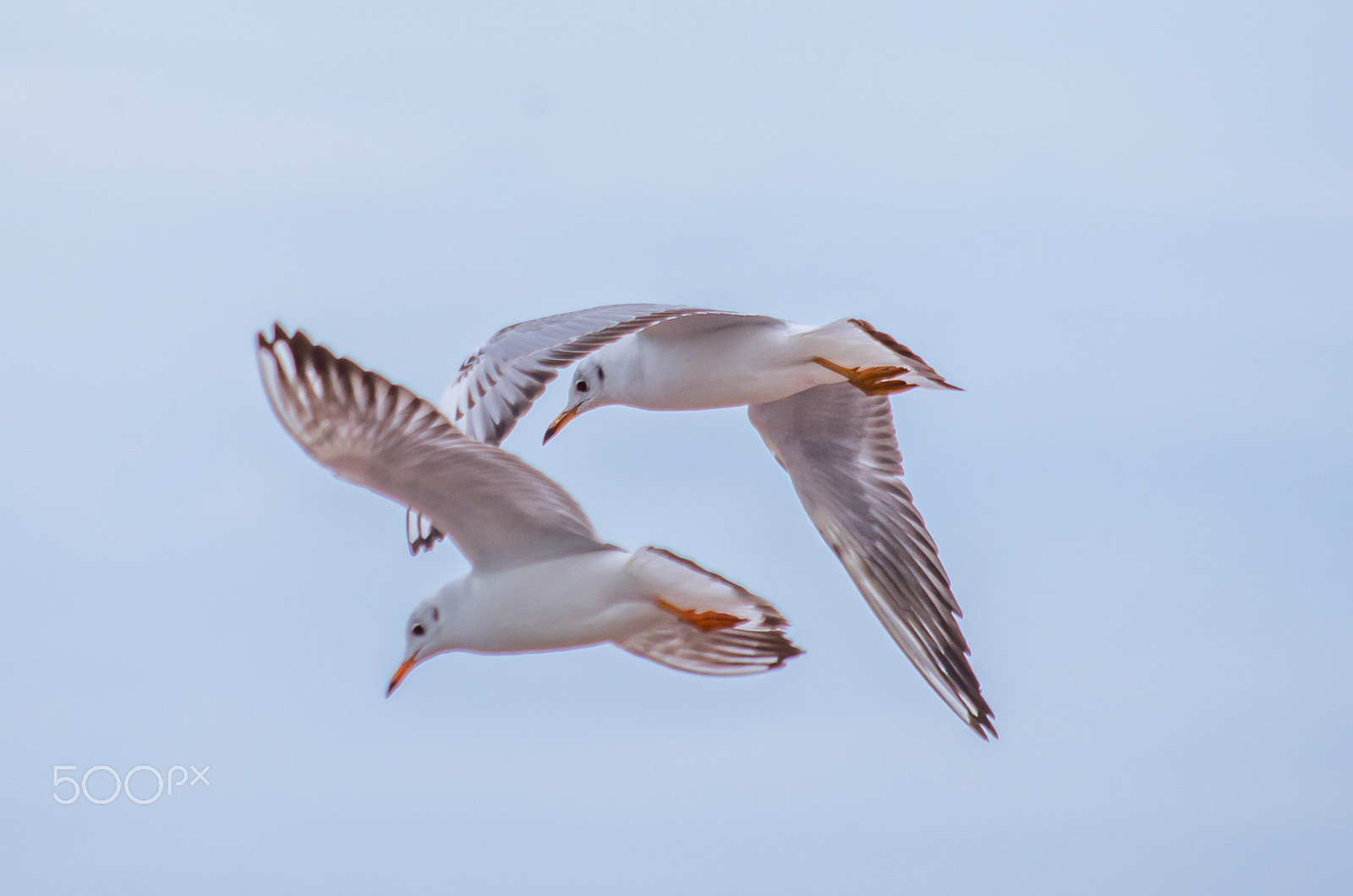 Pentax K-5 + smc Pentax-DA L 50-200mm F4-5.6 ED WR sample photo. Gulls in flight photography