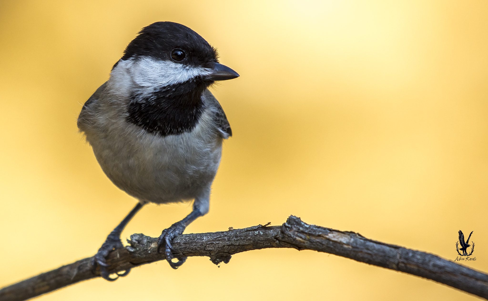 Nikon AF-S Nikkor 200-500mm F5.6E ED VR sample photo. Akyanaklı baştankara » sombre tit » poecile lugubr photography