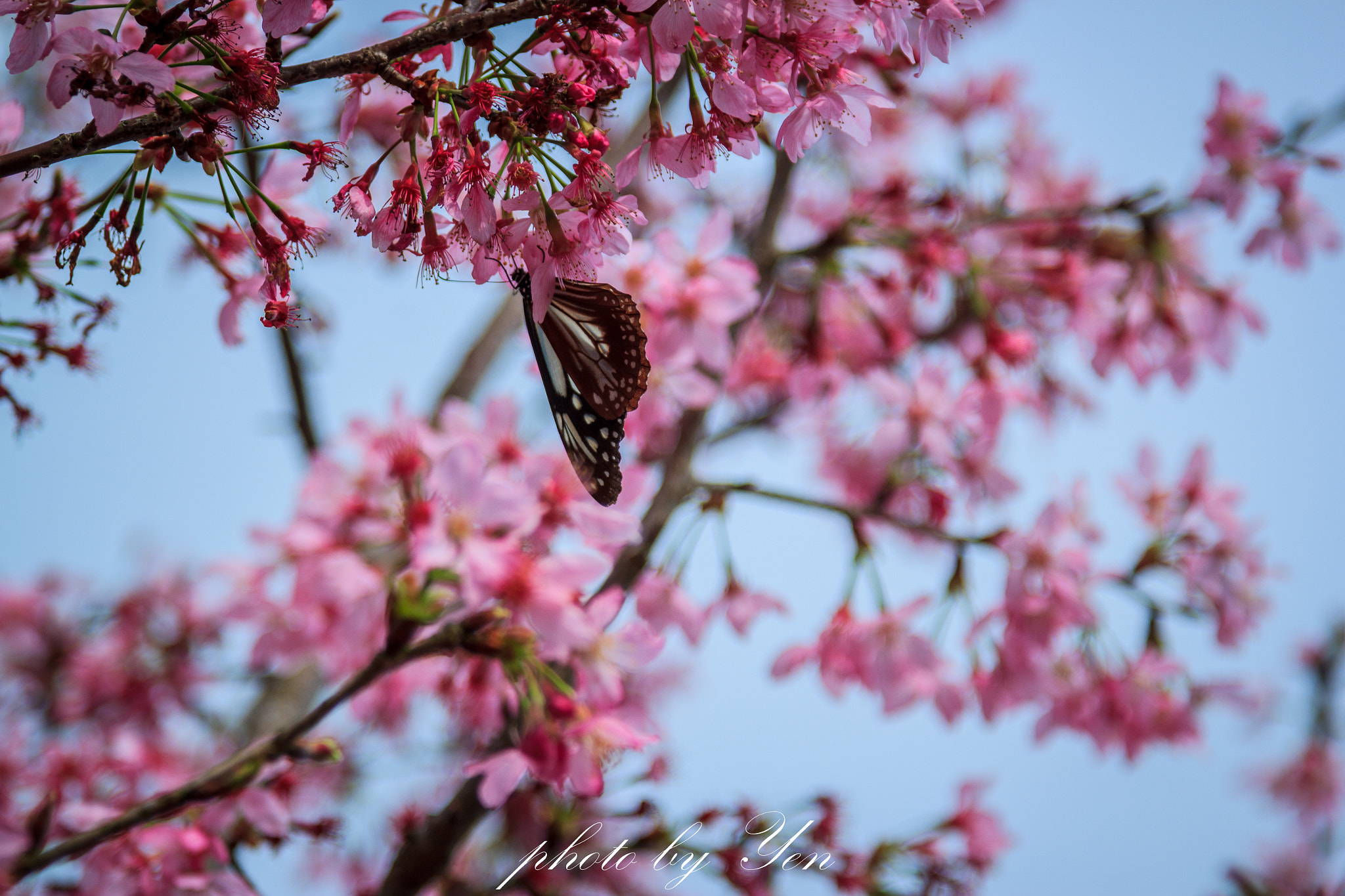 Canon EOS 550D (EOS Rebel T2i / EOS Kiss X4) + Canon EF 24-105mm F4L IS USM sample photo. 蝶。櫻 photography