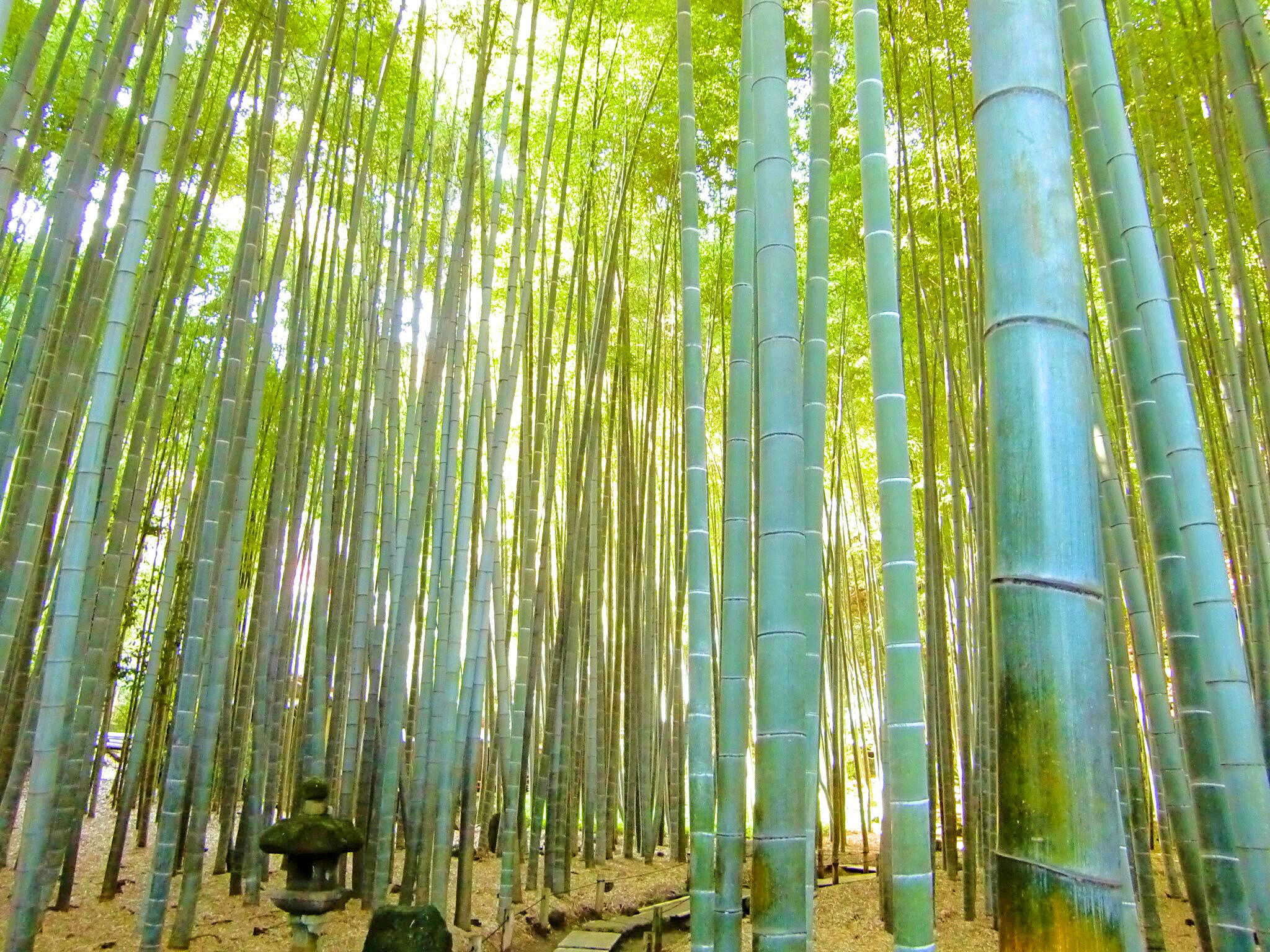 CASIO EX-Z450 sample photo. Bamboo photography
