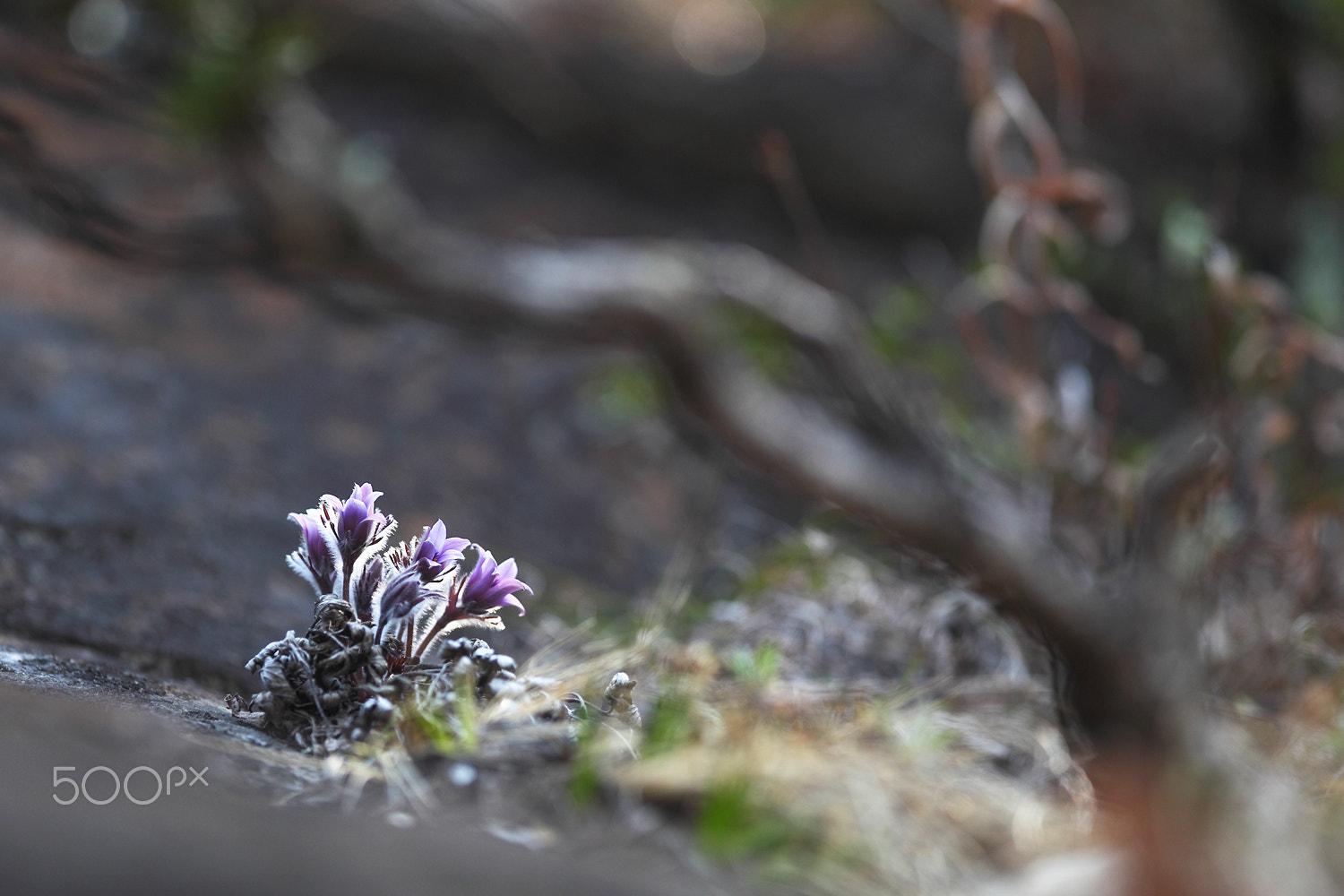Canon EF 300mm F2.8L IS USM sample photo. Just feel naure - pulsatilla tongkangensis photography