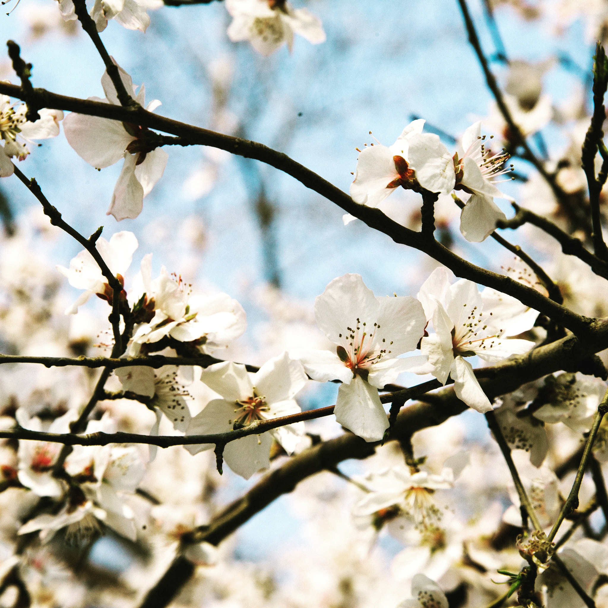 Canon EOS 5D + Canon EF 24-105mm F4L IS USM sample photo. Sakura in beijing photography
