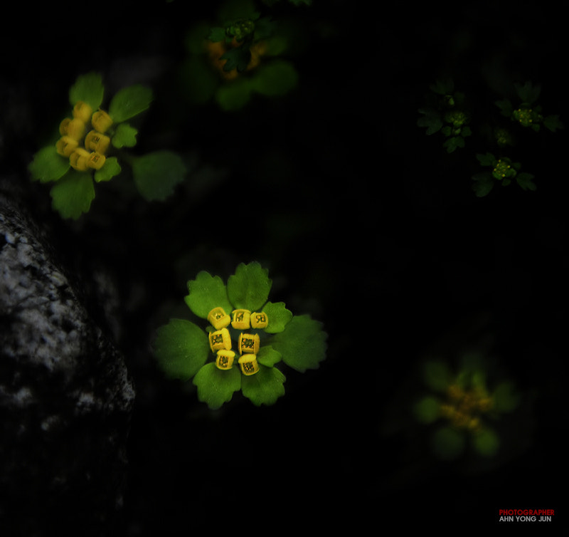 Nikon D3 sample photo. Wild flower series / white-hair golden saxifrage photography