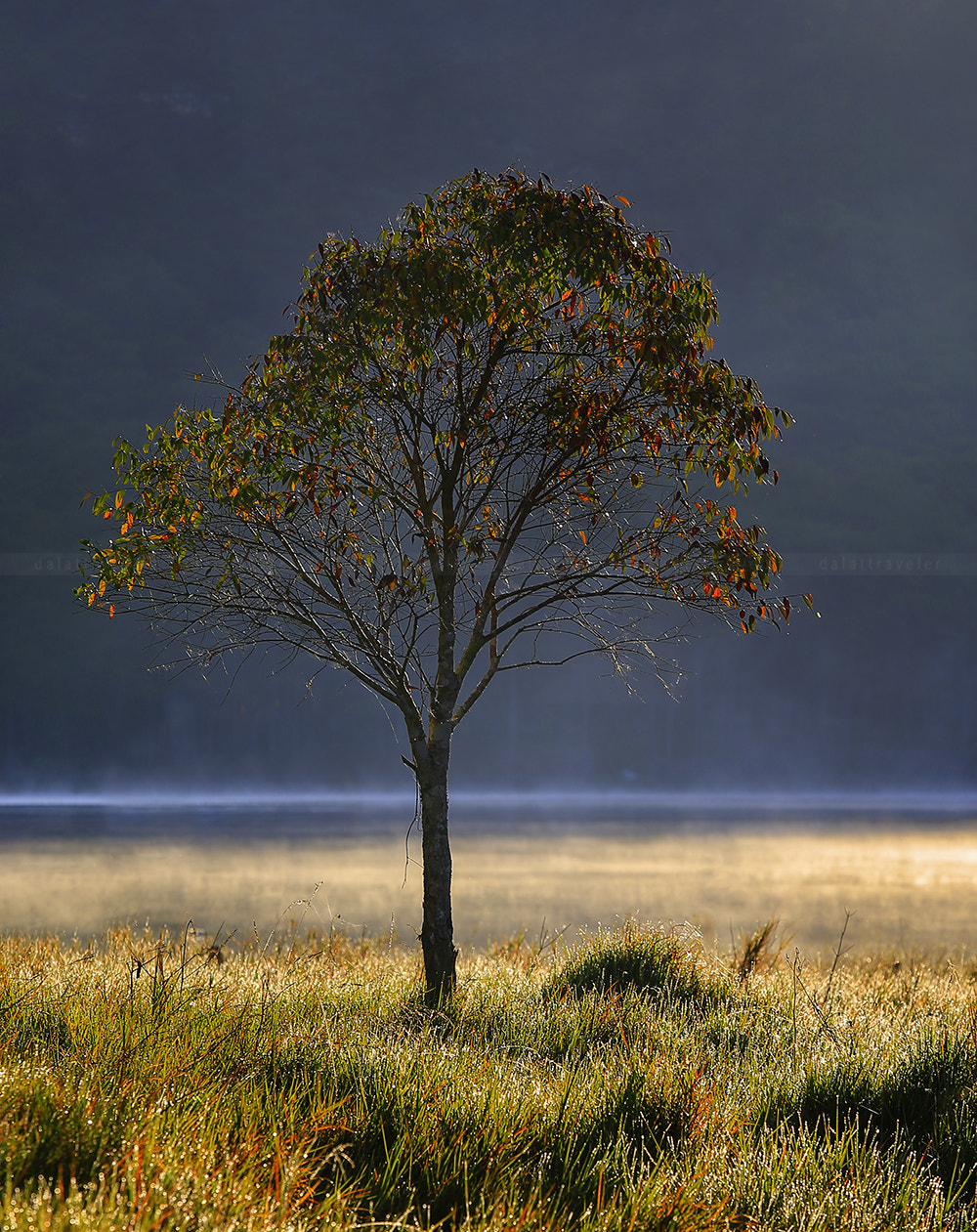 Canon EF 70-200mm F2.8L USM sample photo. Sunlight alone tree photography