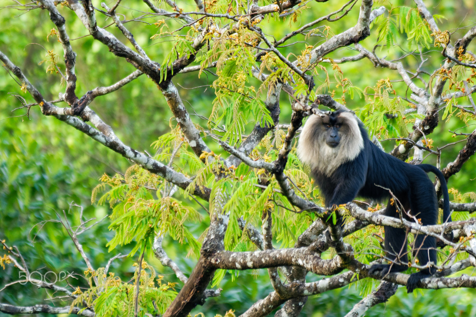 Sigma 150-500mm F5-6.3 DG OS HSM sample photo. A lion-tailed macaque in its habitat photography