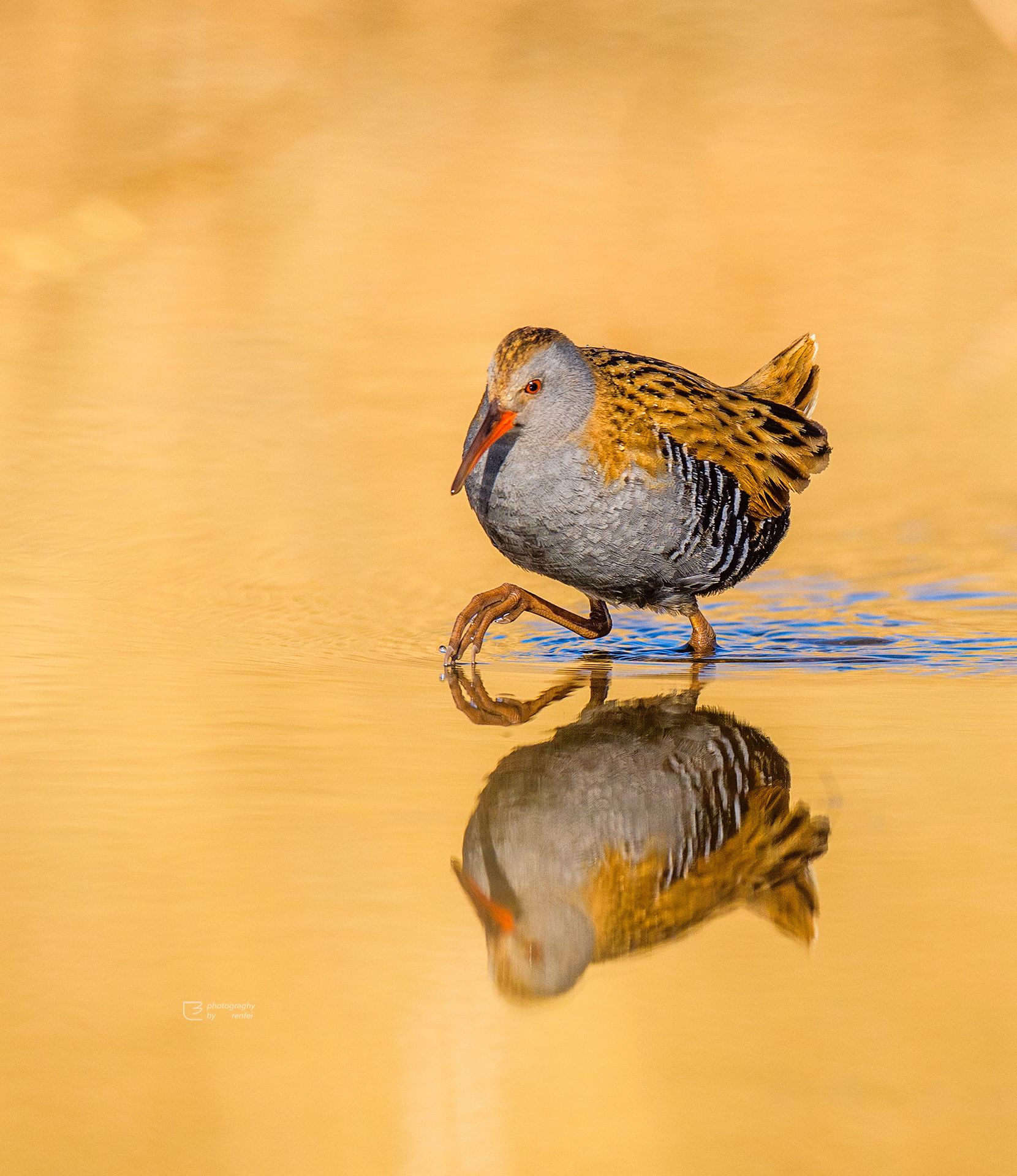 Nikon AF-S Nikkor 600mm F4E FL ED VR sample photo. Dsc photography