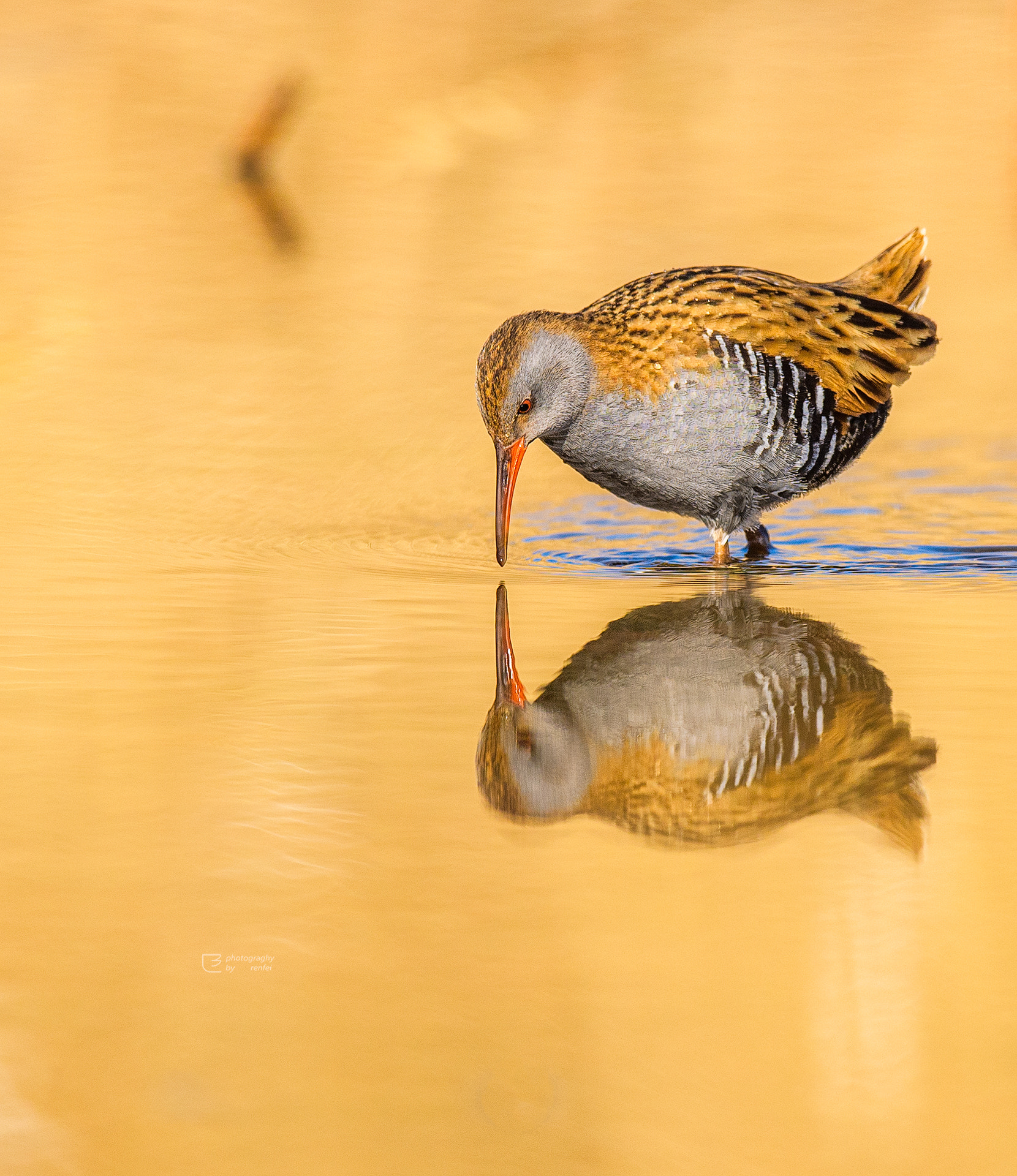 Nikon AF-S Nikkor 600mm F4E FL ED VR sample photo. Dsc photography