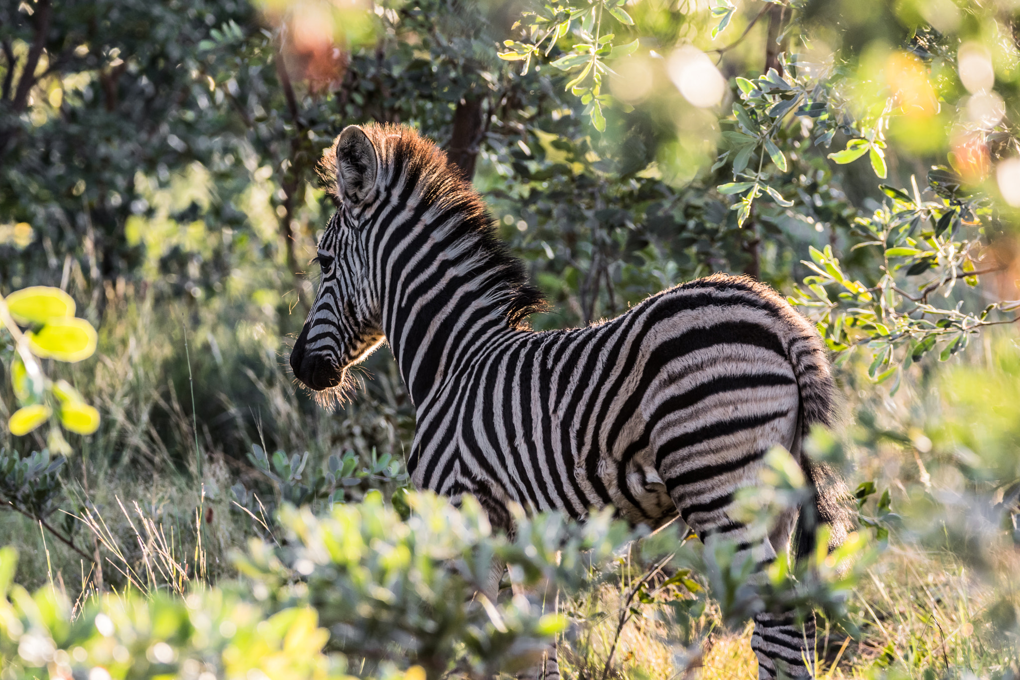 Sigma 150-600mm F5-6.3 DG OS HSM | C sample photo. Youngen. photography
