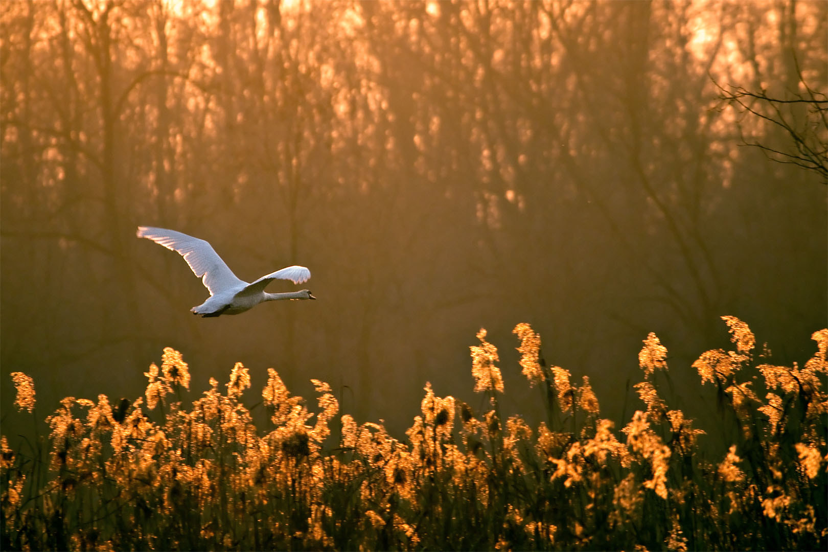 Canon EF 100-400mm F4.5-5.6L IS USM sample photo. Mute swan 1 photography