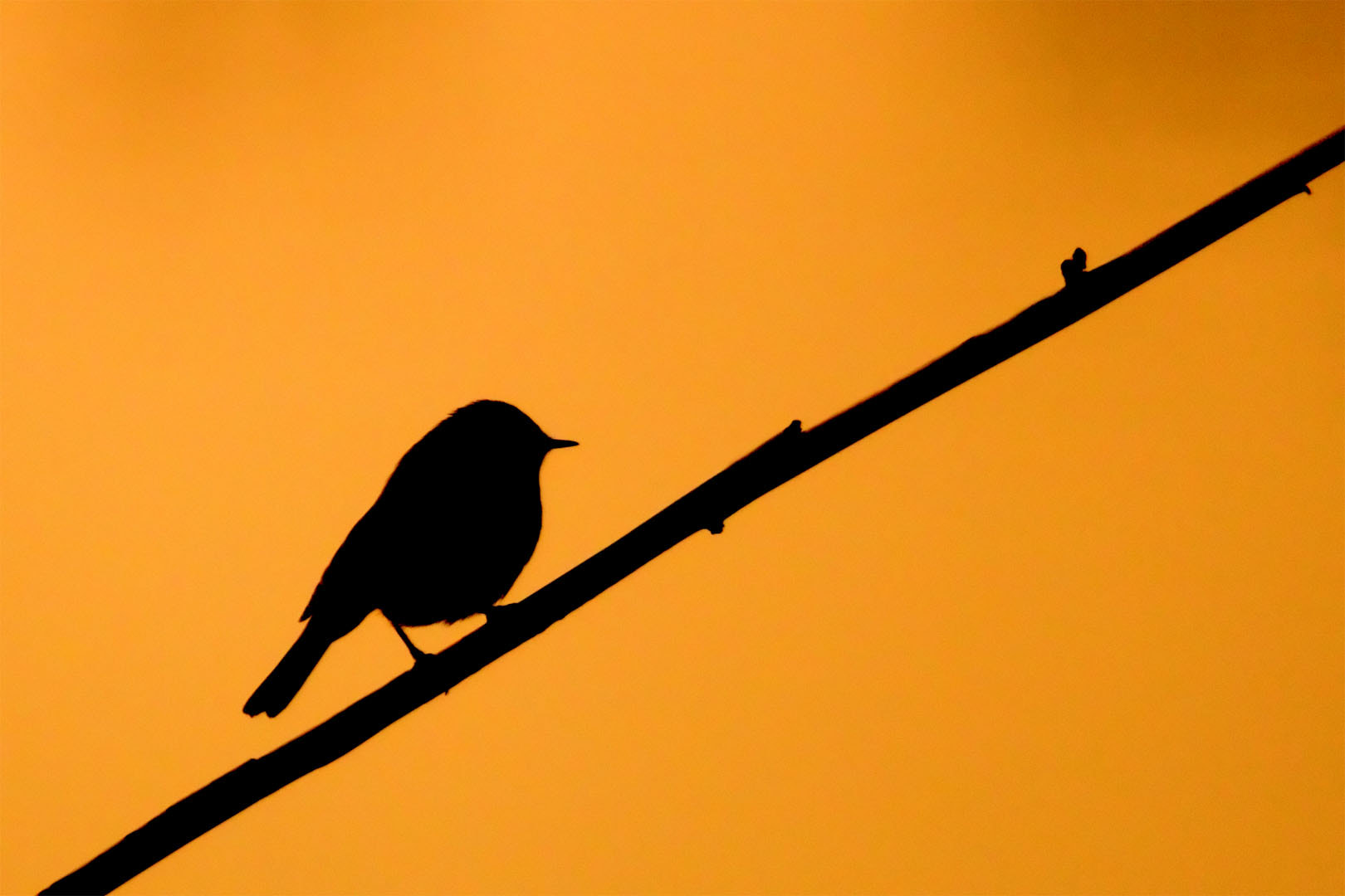 Canon EOS 70D sample photo. Chiffchaff (phylloscopus collybita) photography