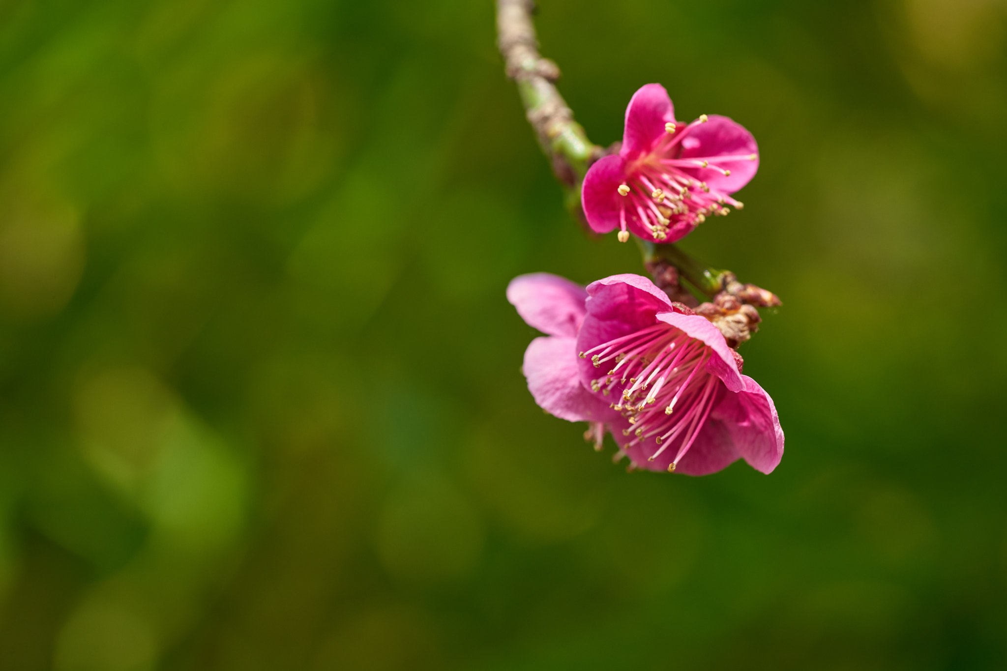 Sony a7 II sample photo. Chinese plum photography