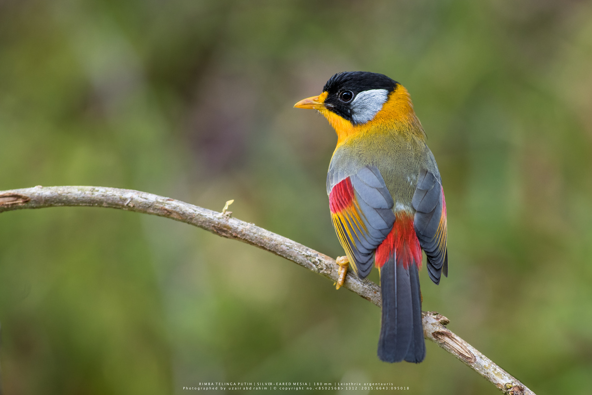 Nikon AF-S Nikkor 300mm F2.8G ED VR II sample photo. Silver-eared mesia photography