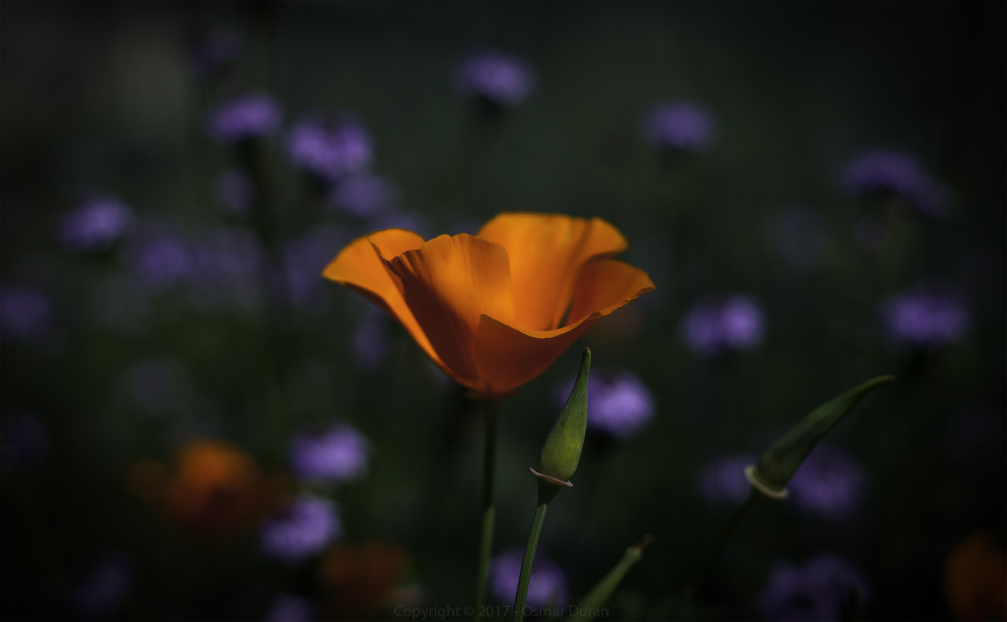 Nikon D200 + Nikon AF Nikkor 50mm F1.8D sample photo. California poppy (eschscholzia californica) photography