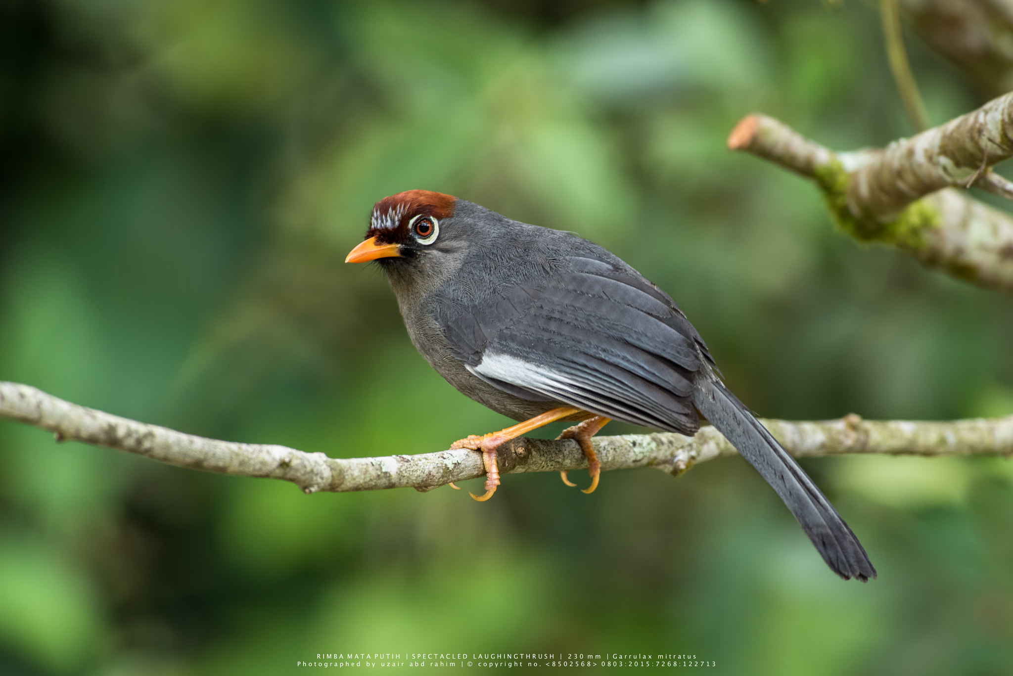Nikon AF-S Nikkor 300mm F2.8G ED VR II sample photo. Spectacled laughingthrush photography