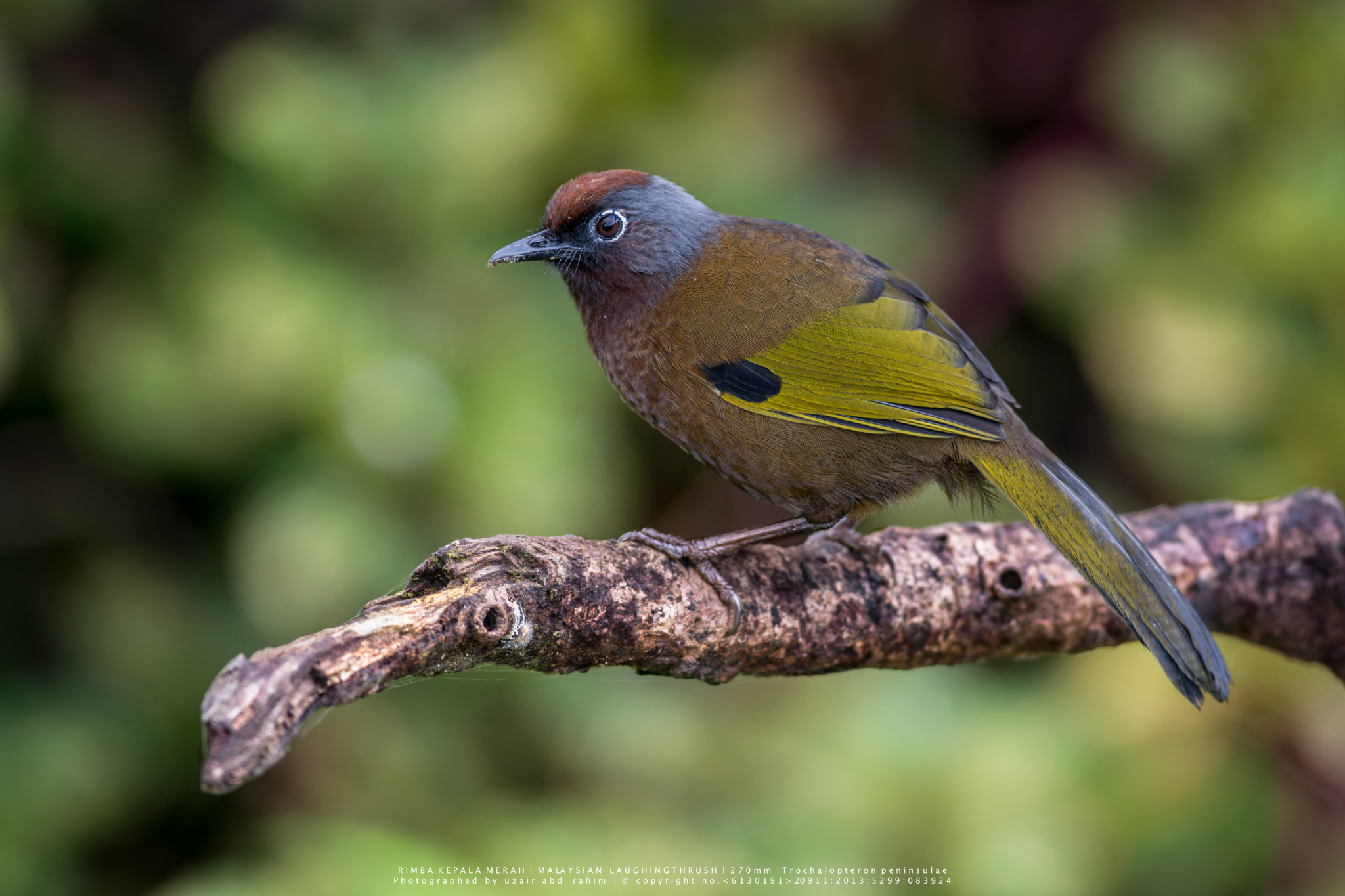 Nikon AF-S Nikkor 300mm F2.8G ED VR II sample photo. Malaysian laughingthrush photography